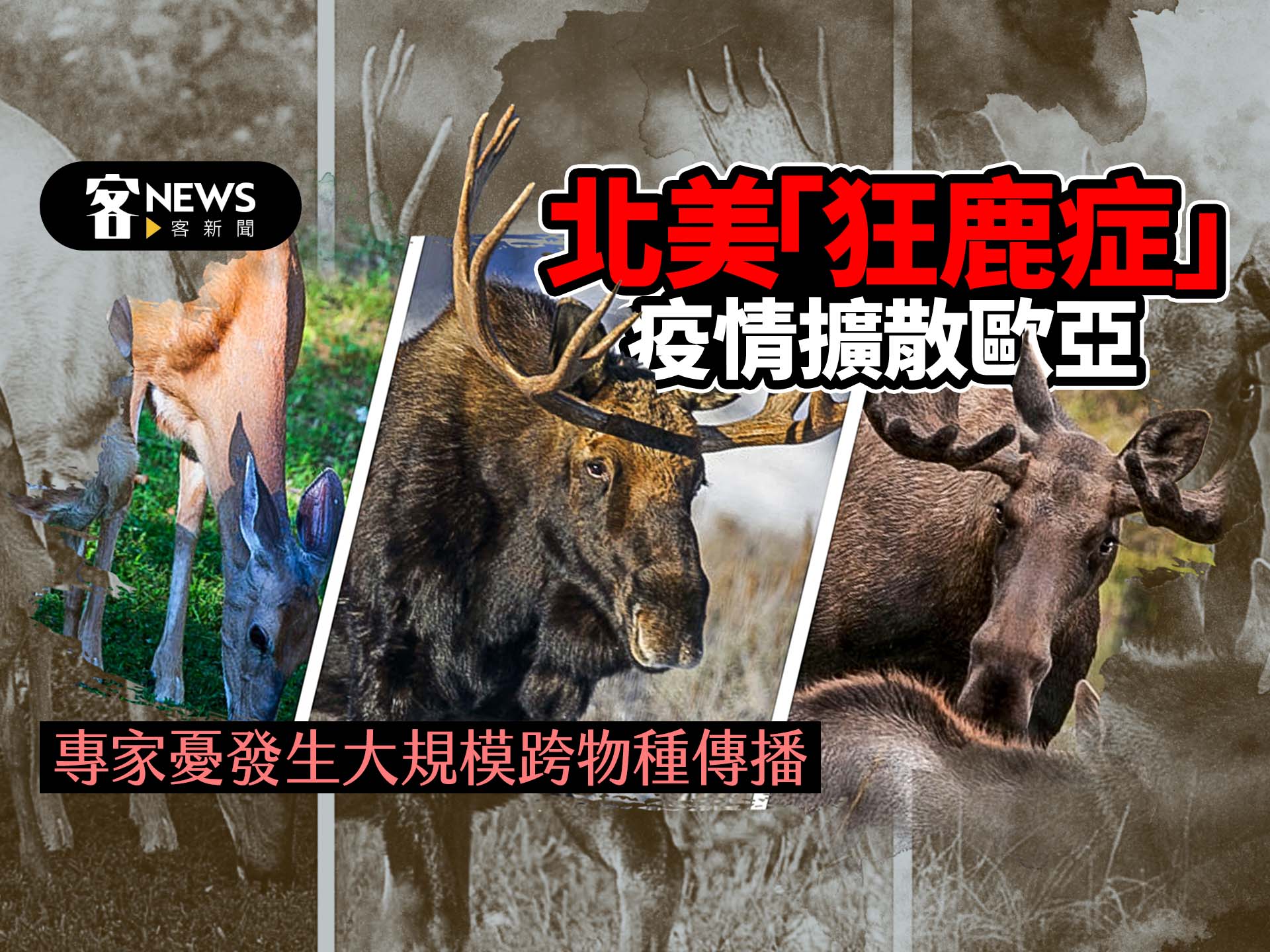 北美「狂鹿症」疫情擴散歐亞　專家憂發生大規模跨物種傳播