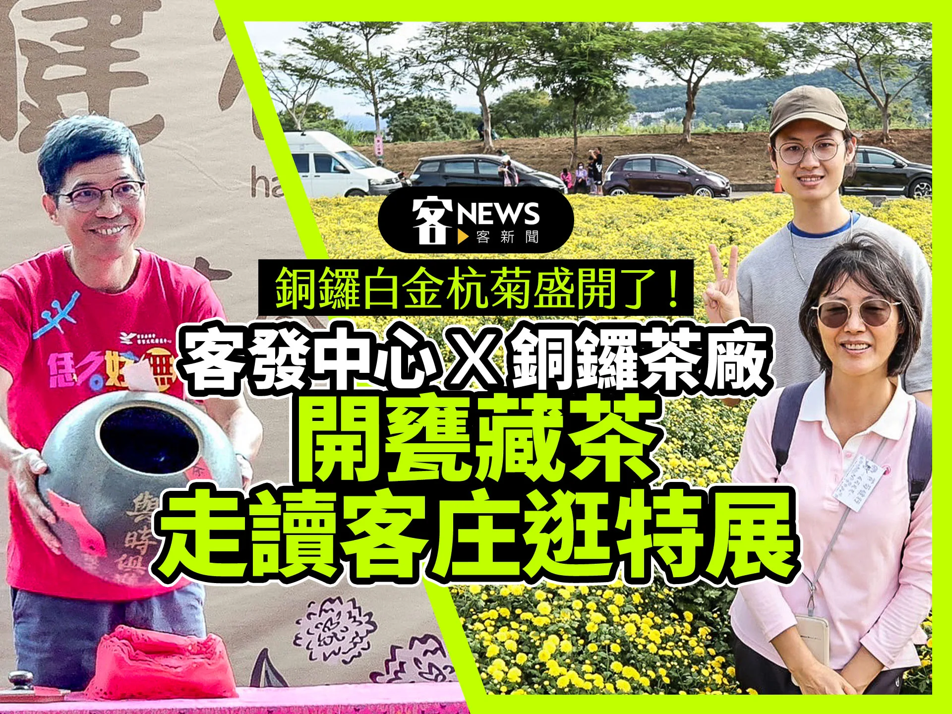 銅鑼白金杭菊盛開了！客發中心ｘ銅鑼茶廠　開甕藏茶走讀客庄逛特展