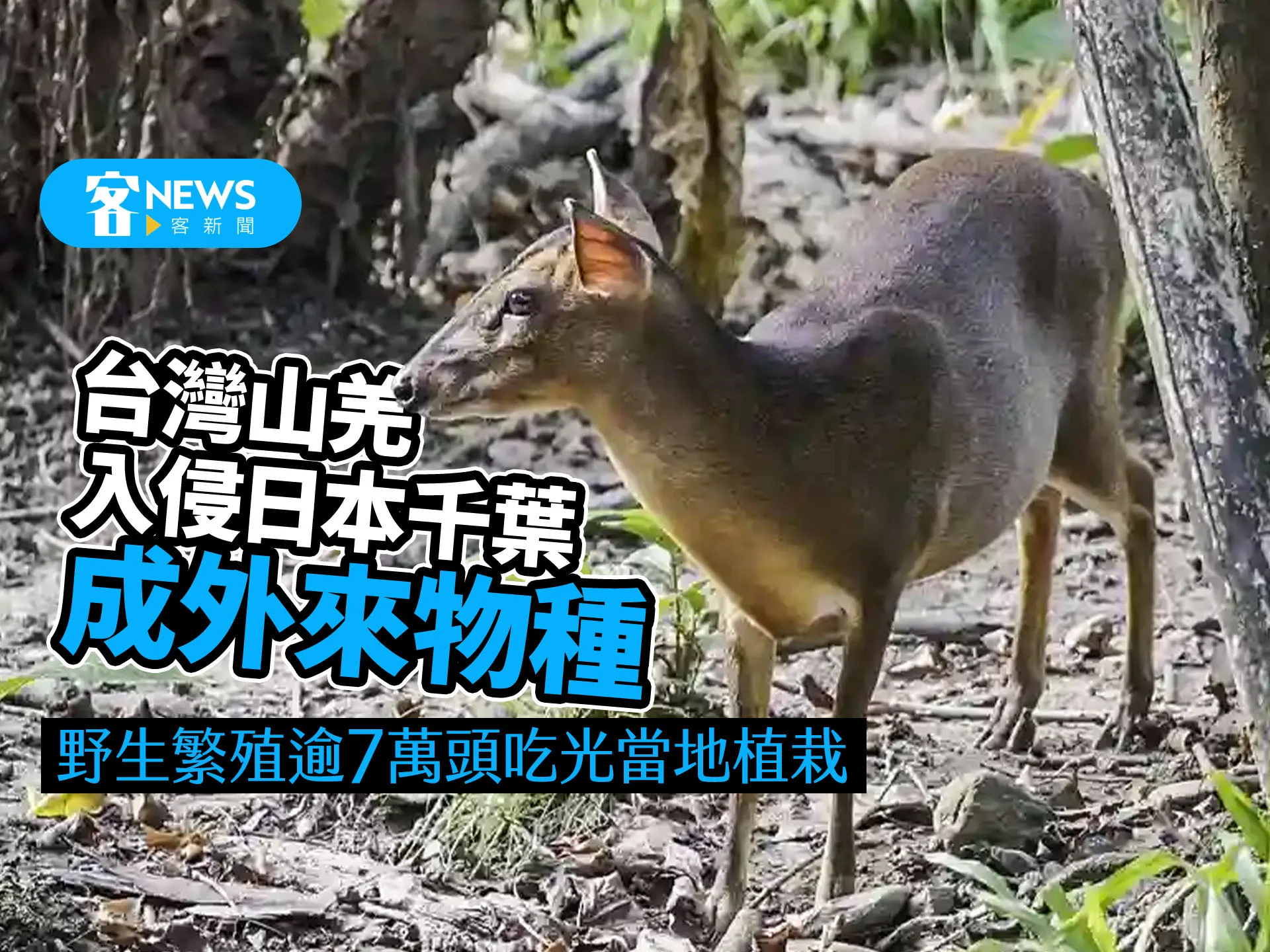 台灣山羌入侵日本千葉成外來物種　野生繁殖逾7萬頭吃光當地植栽