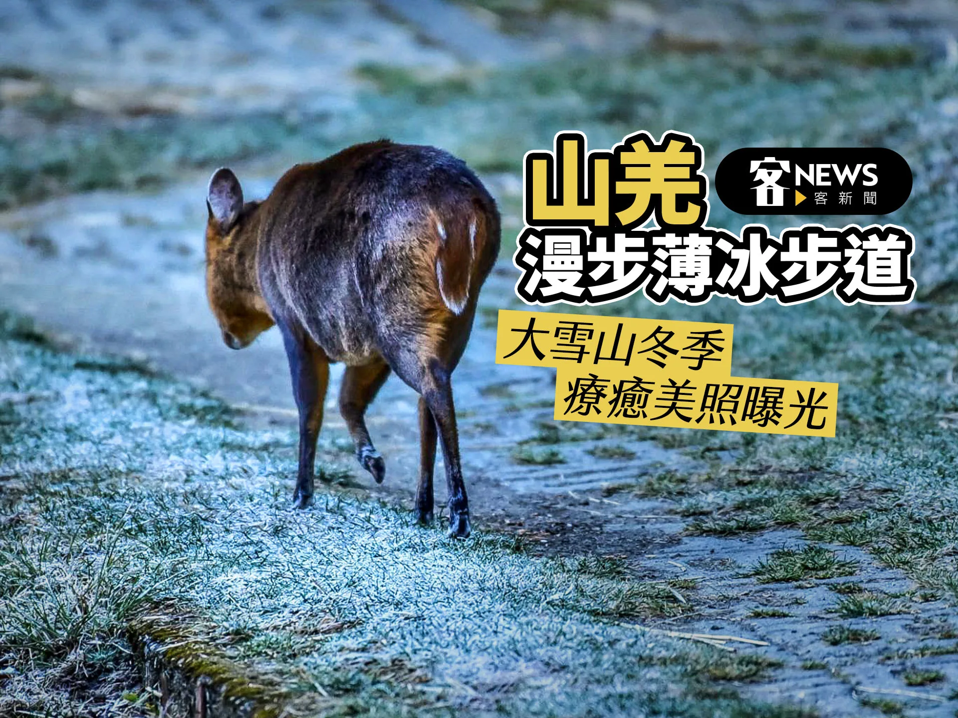 山羌漫步薄冰步道　大雪山冬季療癒美照曝光