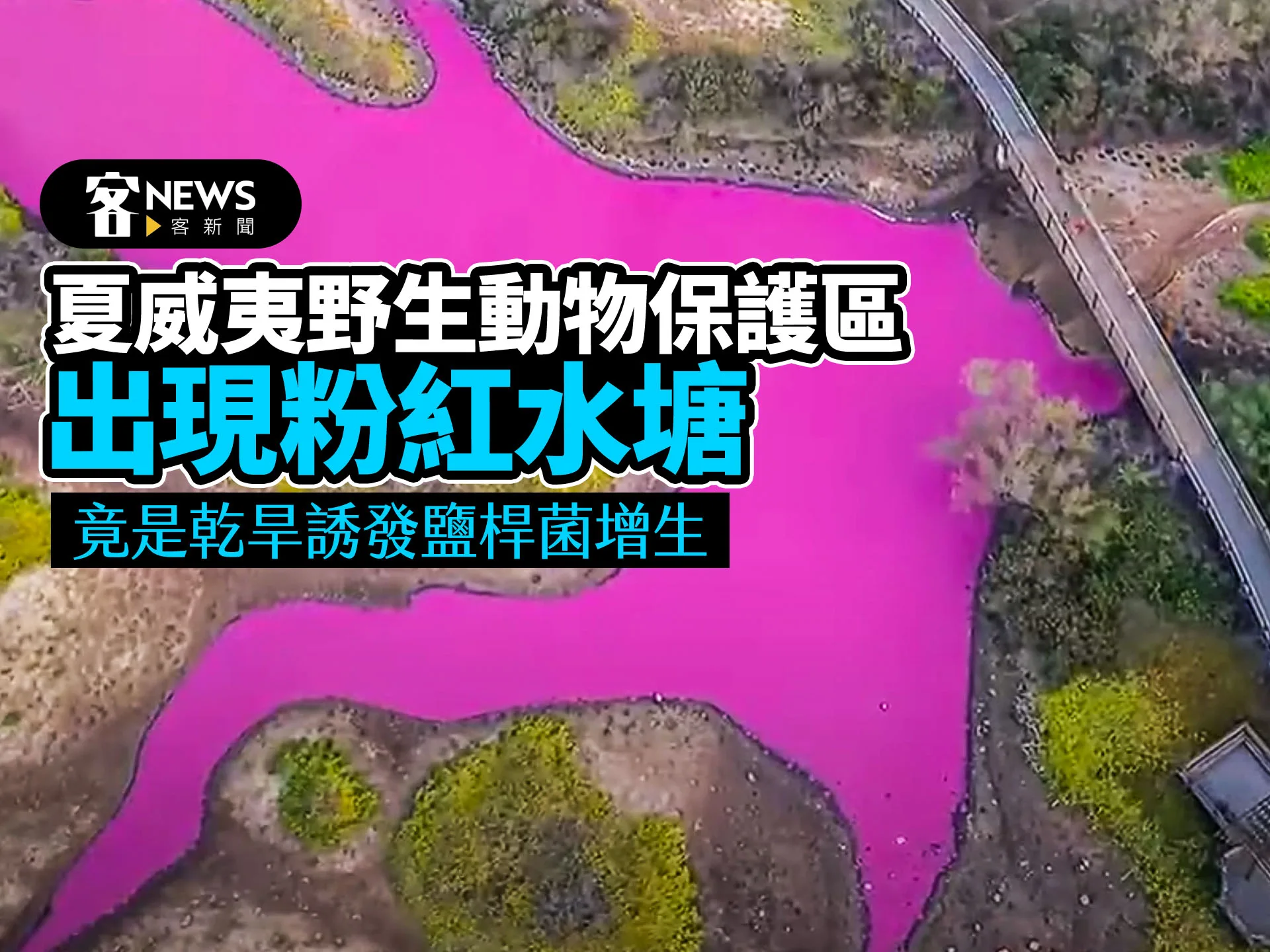 夏威夷野生動物保護區出現粉紅水塘　竟是乾旱誘發鹽桿菌增生