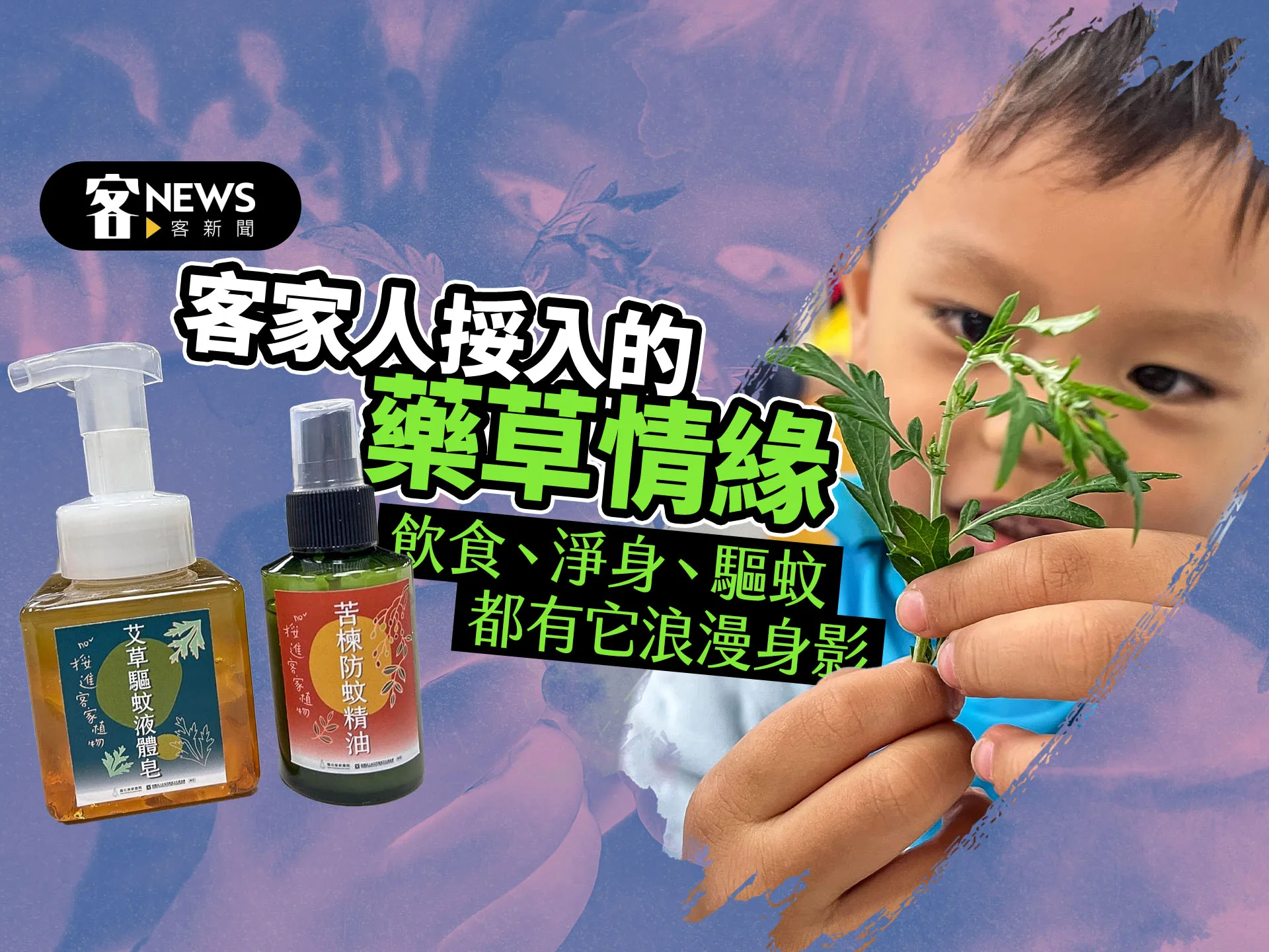 客家人挼入的藥草情緣　飲食、淨身、驅蚊都有它的浪漫身影