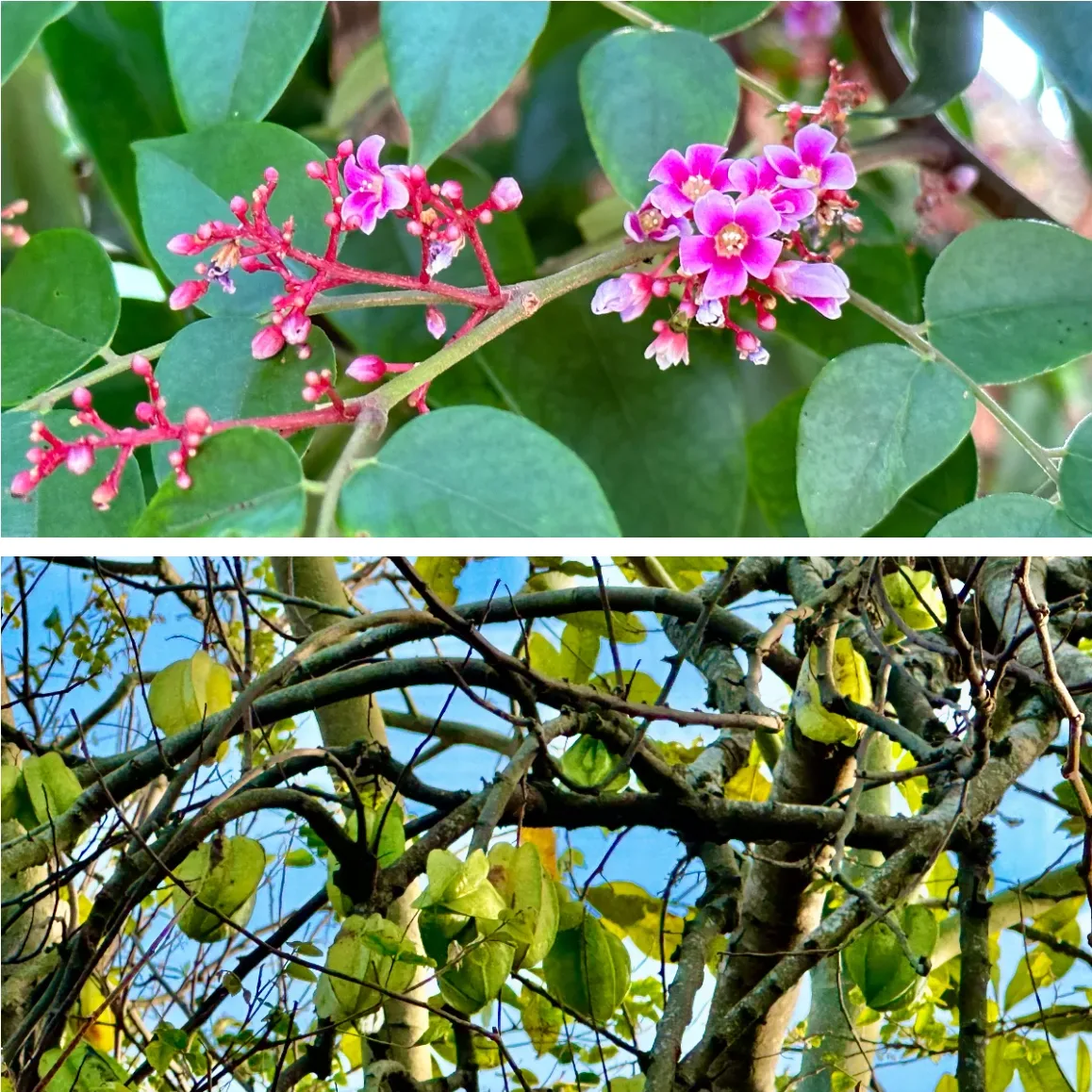 楊桃花非常豔麗迷人,滿樹楊桃掉落無人採。蕭秀琴攝