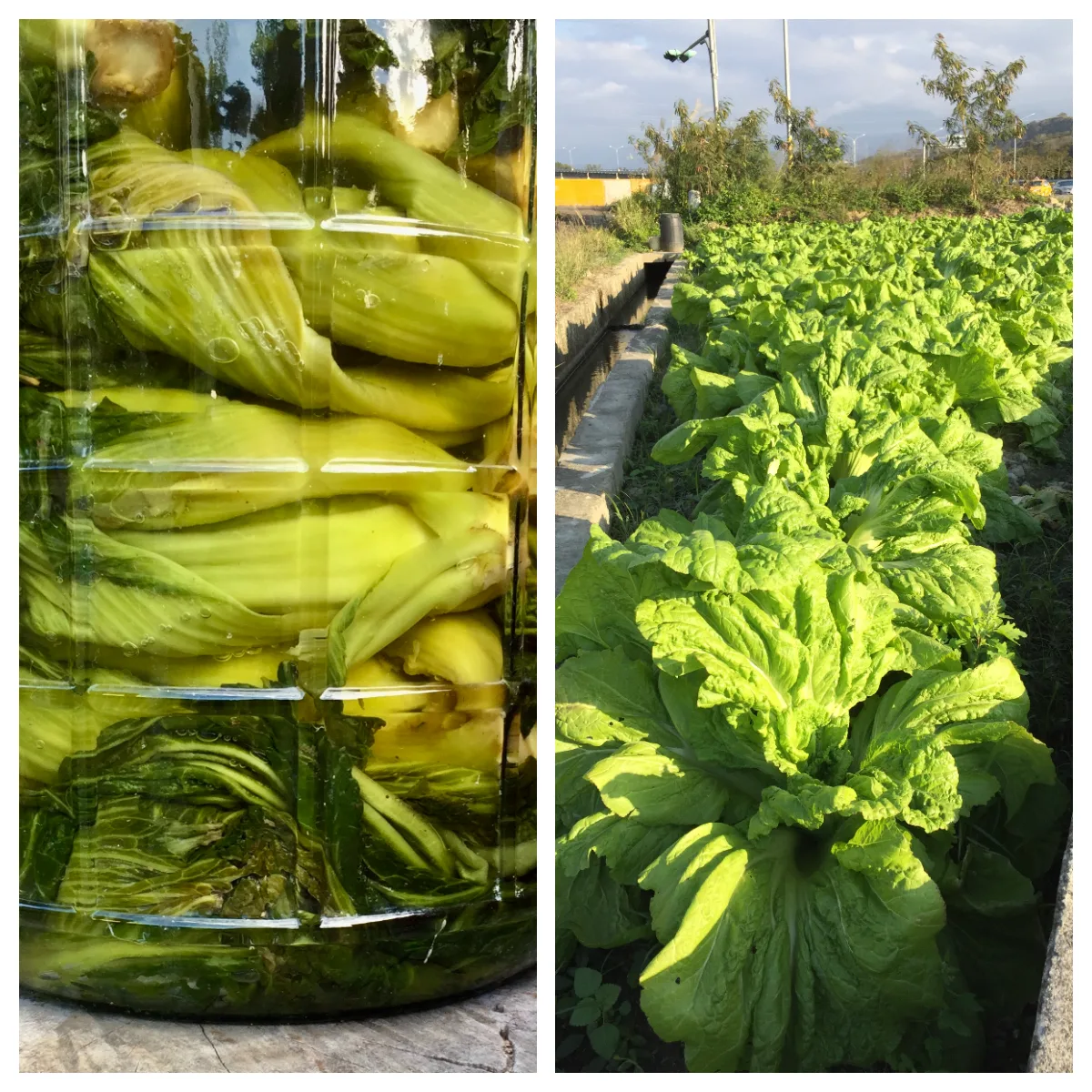 從大菜到水鹹菜一步之遙有八九個工序要完成。