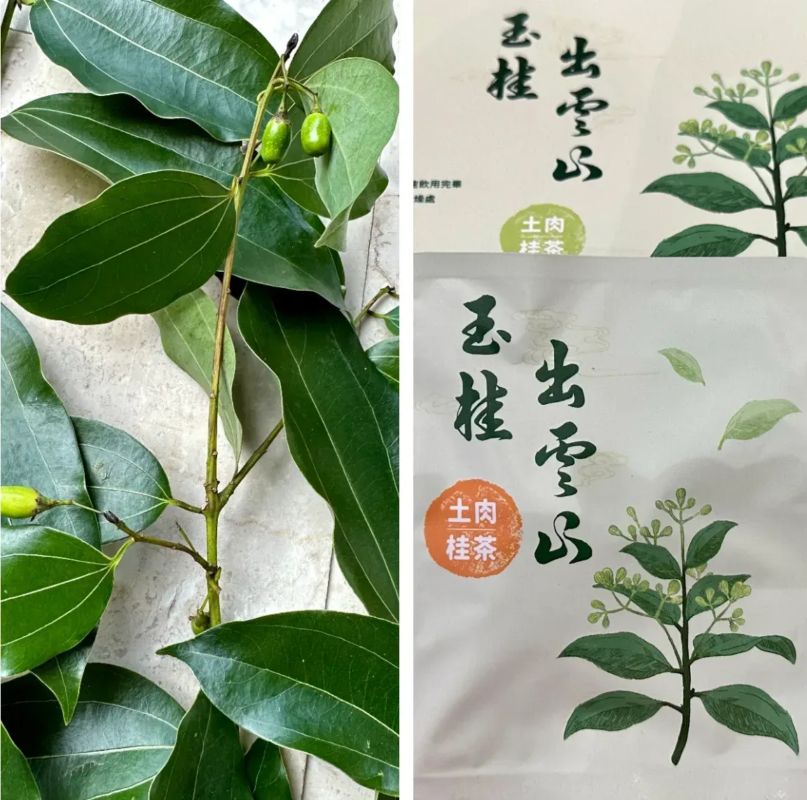 土肉桂葉給了台灣人最方便的使用方式。蕭秀琴提供