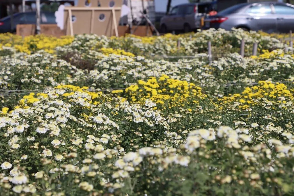 苗栗縣銅鑼鄉是國內最大杭菊產地，每年11月杭菊盛開時，黃、白色花海彷彿讓田間披上一層美麗花毯。苗栗縣政府提供，資料照