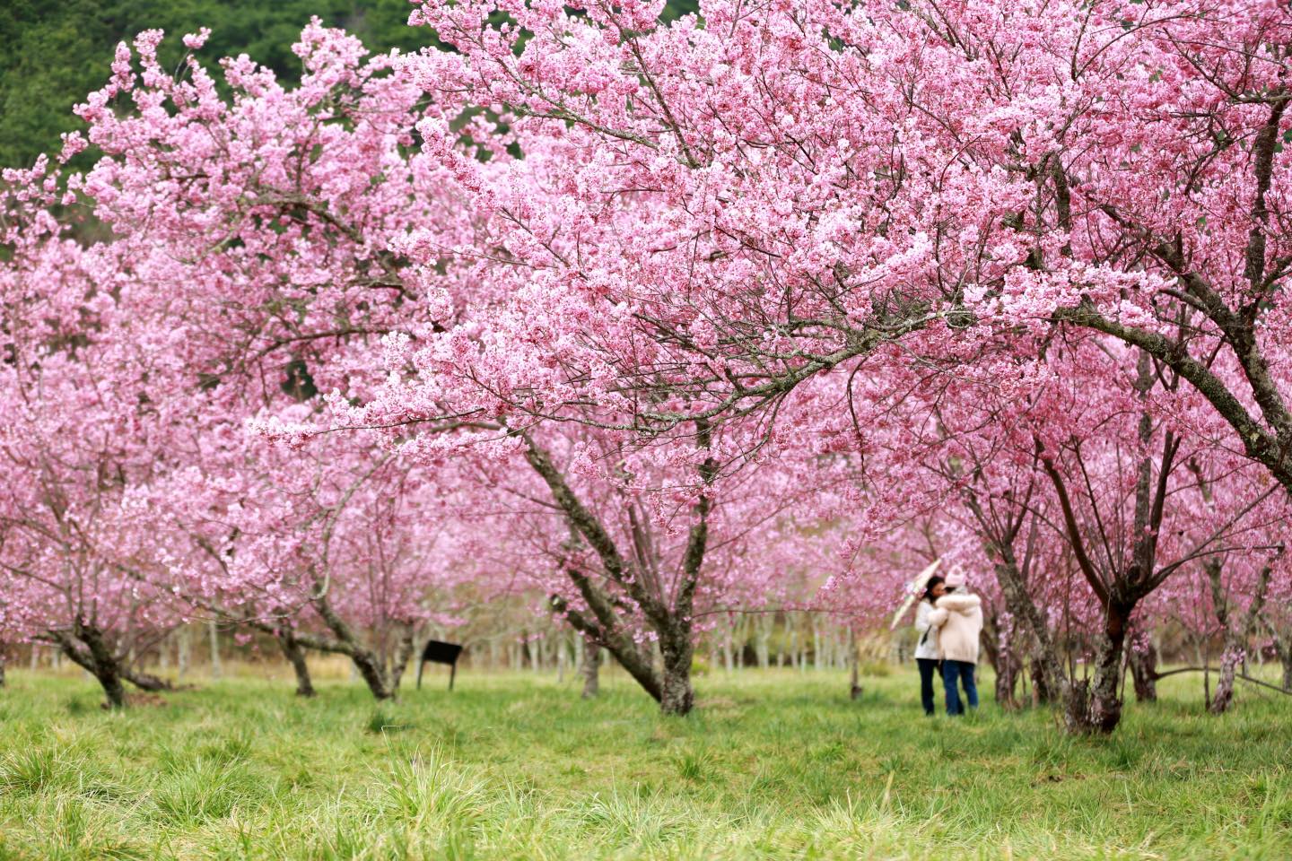 武陵農場櫻花盛開美景，每年吸引無數遊客上山賞櫻花。翻攝武陵農場粉絲專頁