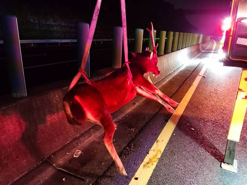 國道驚見水鹿遭撞　初判人工飼養載運掉落車外