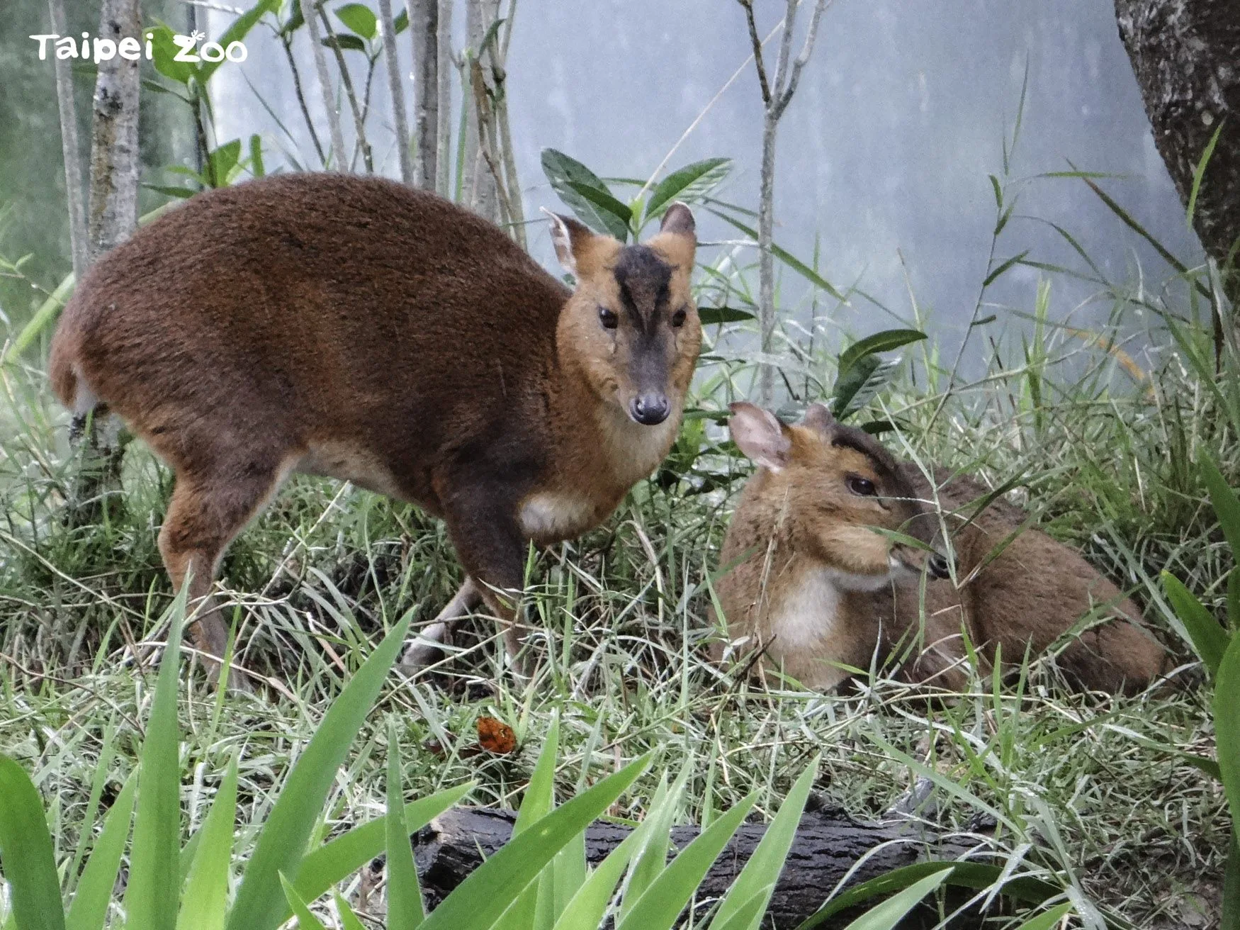 台灣山羌已入侵日本千葉縣。資料圖片，番社自台北市立動物園官方網站