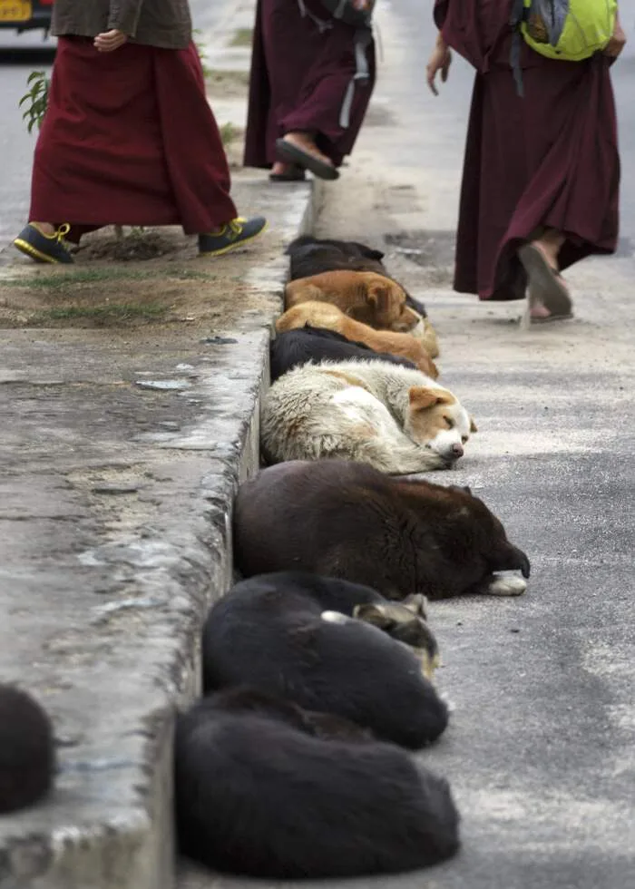 亞洲多國有著嚴重的流浪犬問題。資料照片，翻攝自HSI官方網站