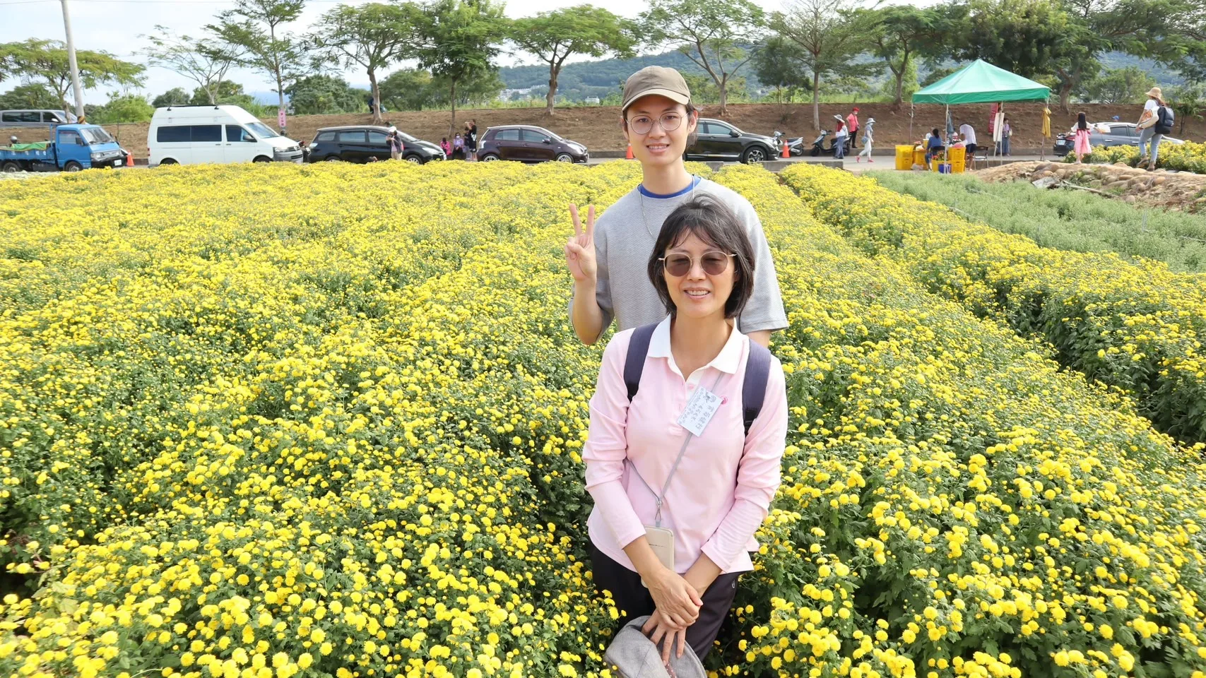 現在的銅鑼杭菊盛開中，吸引許多民眾前往銅鑼賞菊。客發中心提供