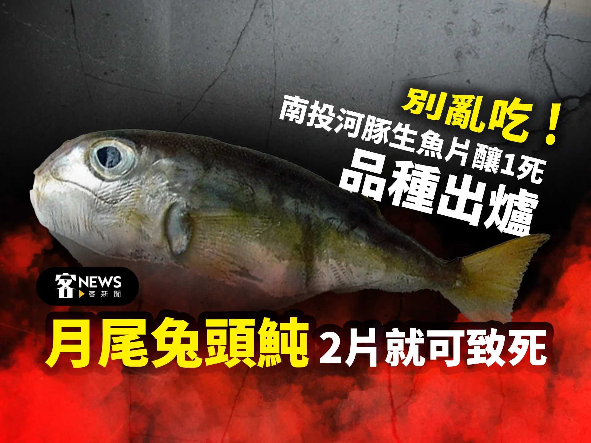 別亂吃！南投河豚生魚片釀1死　「月尾兔頭魨」吃2片就可致死