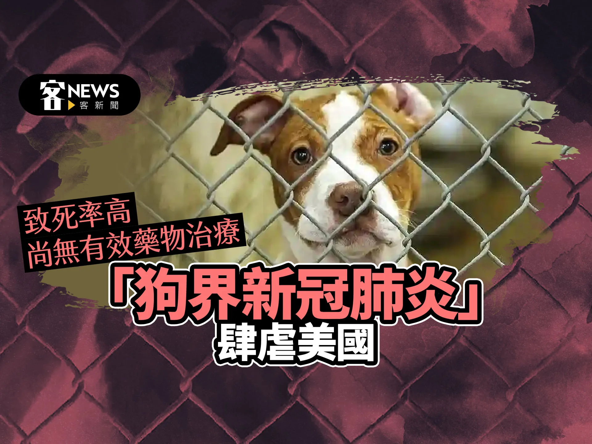 「狗界新冠肺炎」肆虐美國　致死率高尚無有效藥物治療