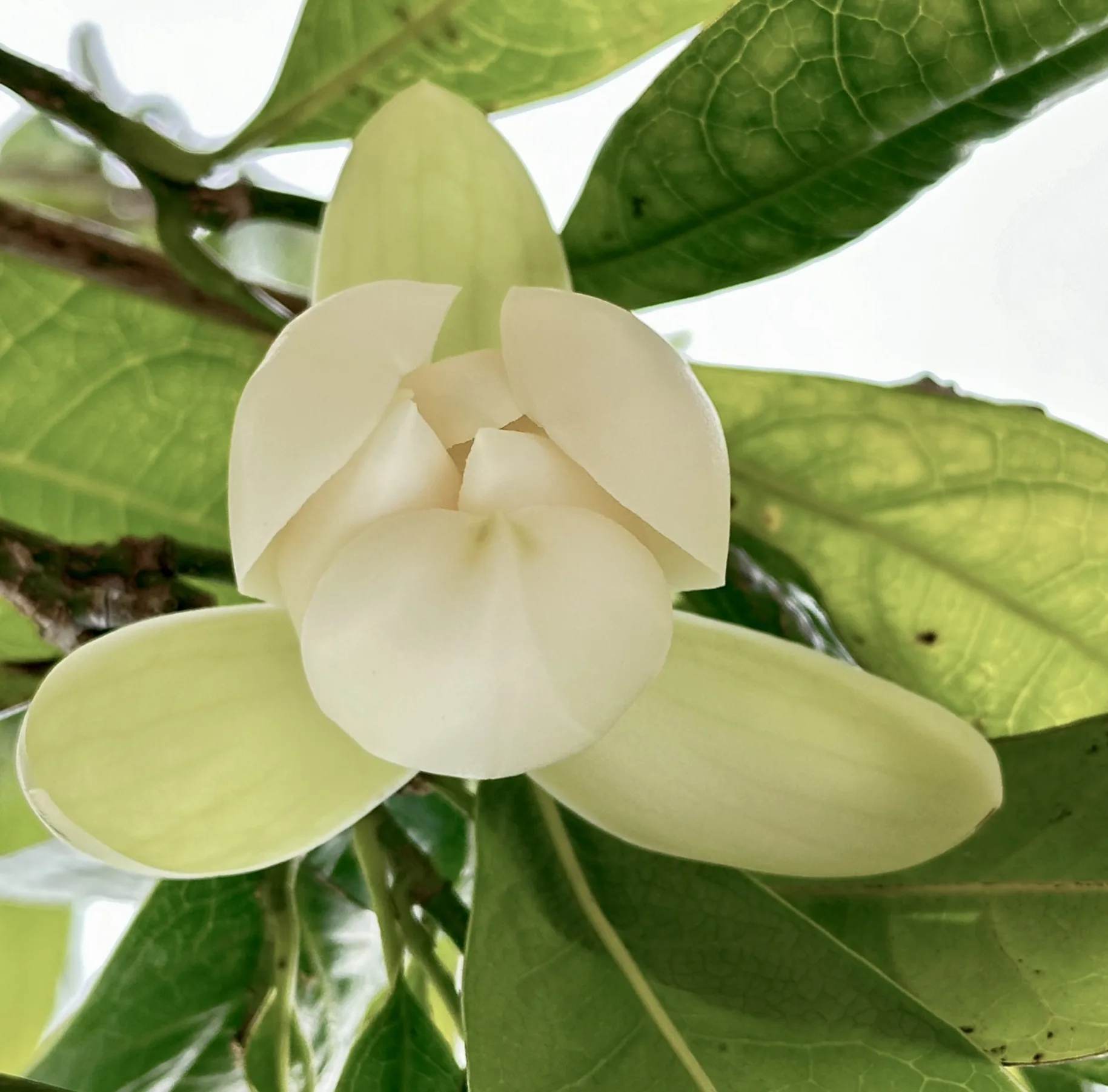 夜合花開。蕭秀琴攝
