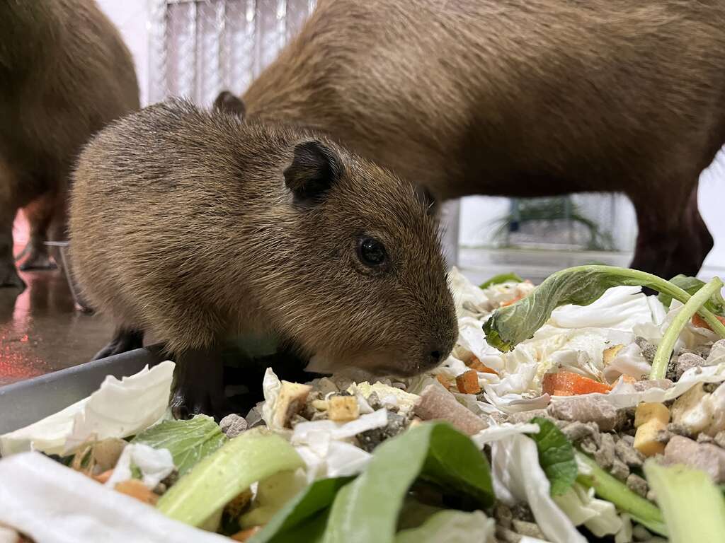 慶祝水豚寶寶誕生　南部2大動物園推耶誕跨年優惠