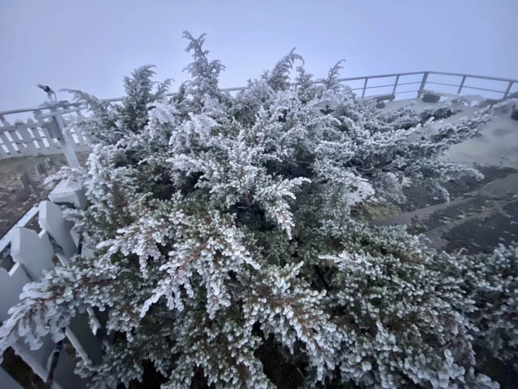清晨玉山氣象站觀測到霧淞景象。氣象署提供