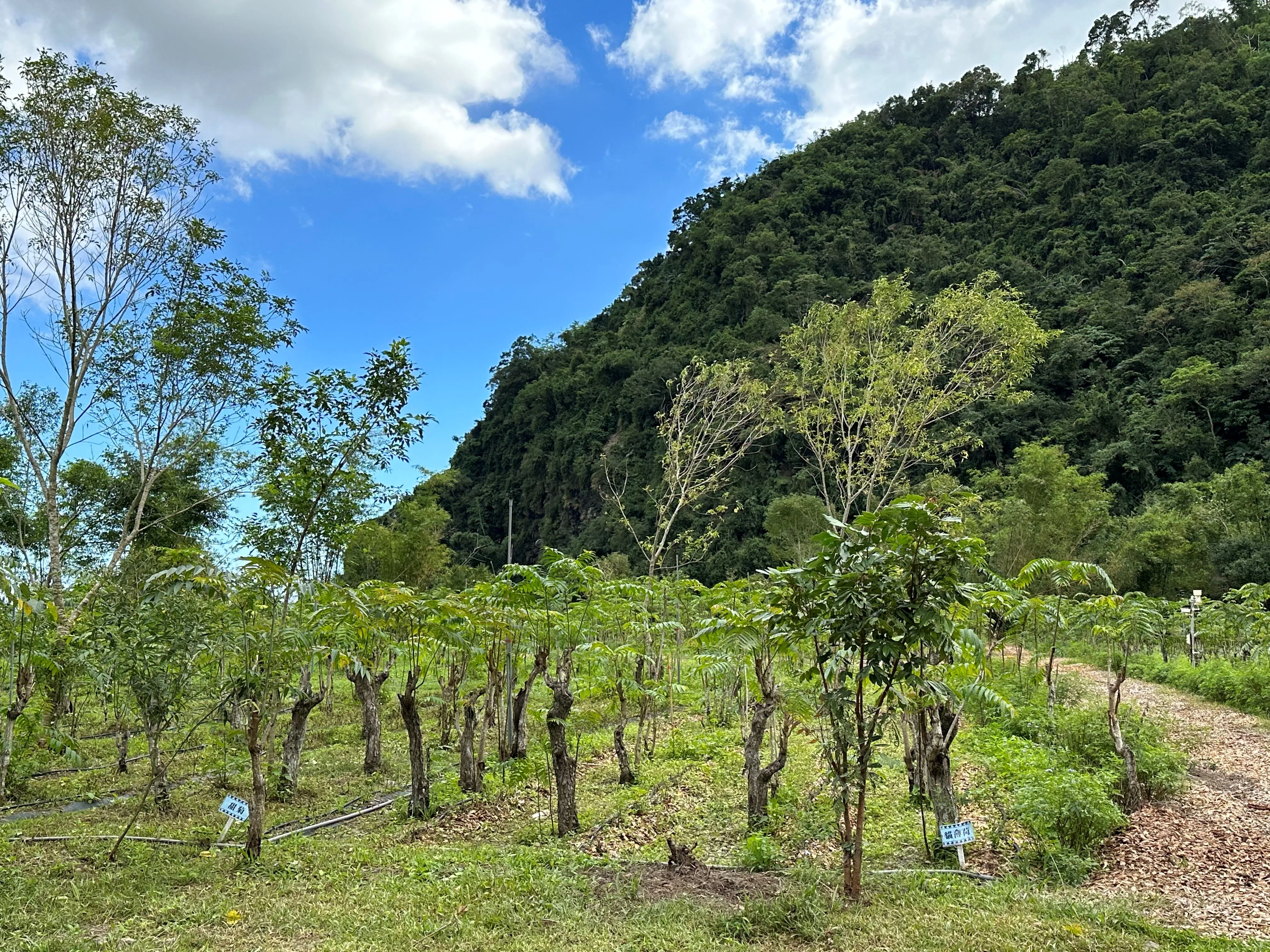 達魯瑪克的香草種植園。蕭秀琴攝