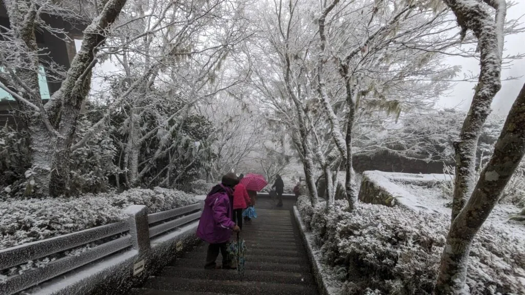 太平山國家森林遊樂區樹枝結滿霧淞，吸引遊客上山賞景。農業部林業及自然保育署宜蘭分署提供