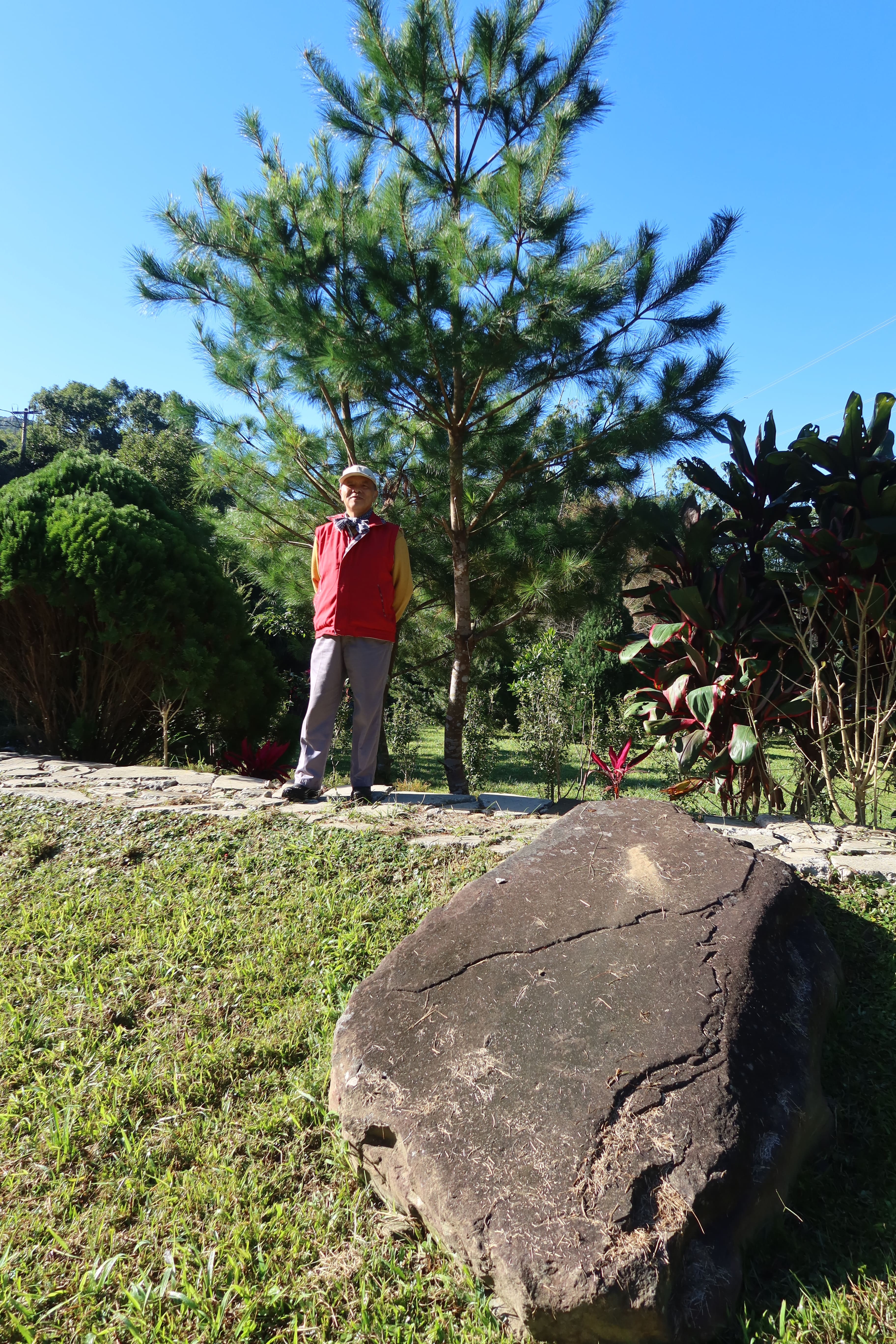 范振乾在9年前所植的五葉松前留影,樹前的石頭婉如座臺灣島。何來美攝