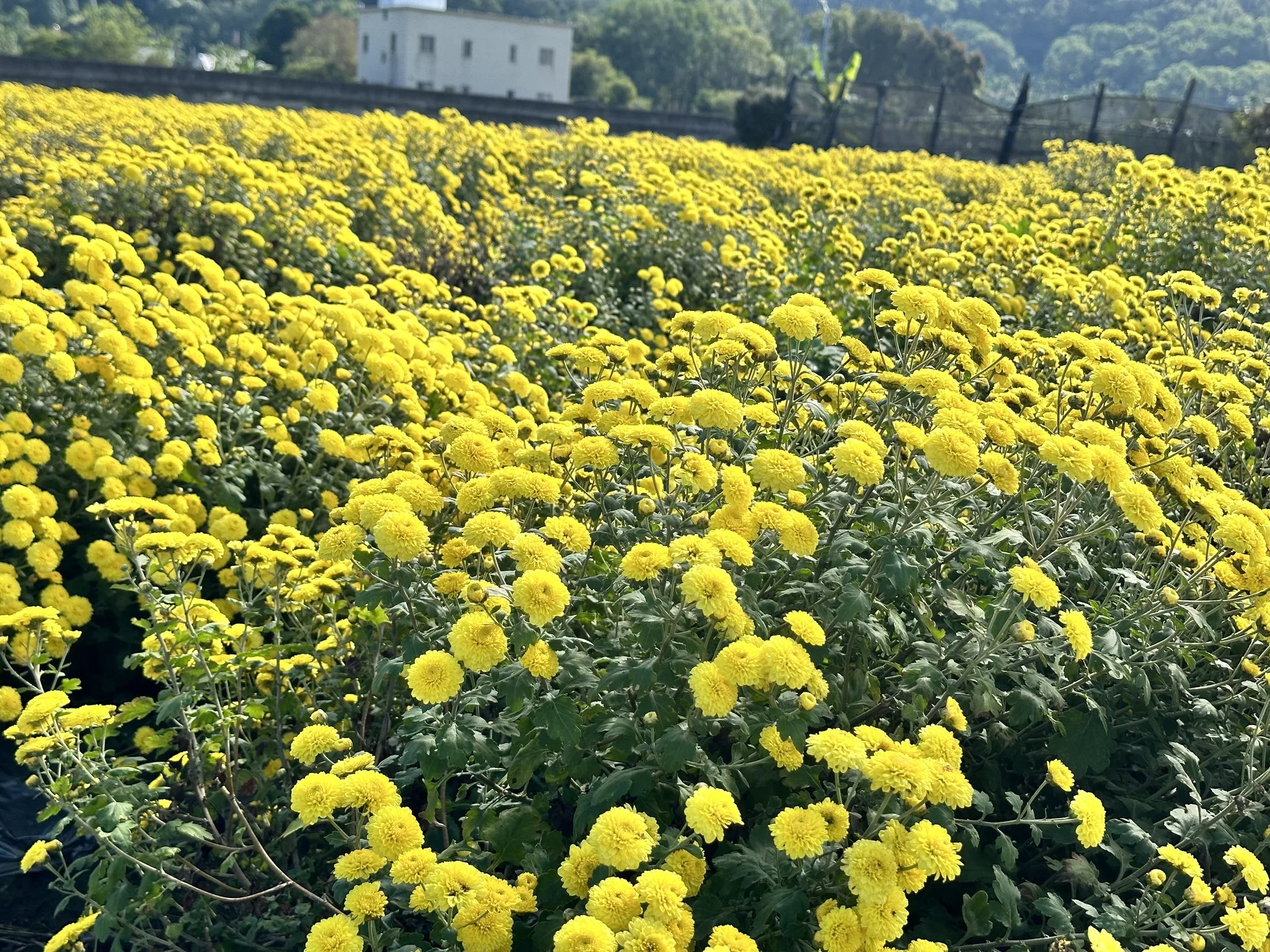 今年苗栗公館「禾樂福菜節」當地也有絕美的冬季花海可以逛。公館鄉農會提供