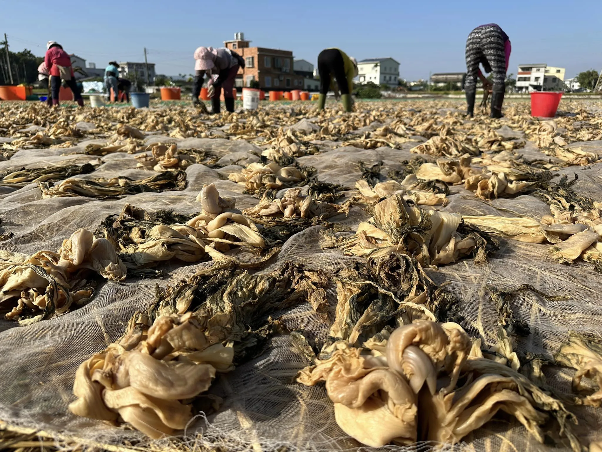 苗栗公館是以生產香氣撲鼻的「福菜」出名。公館鄉農會提供