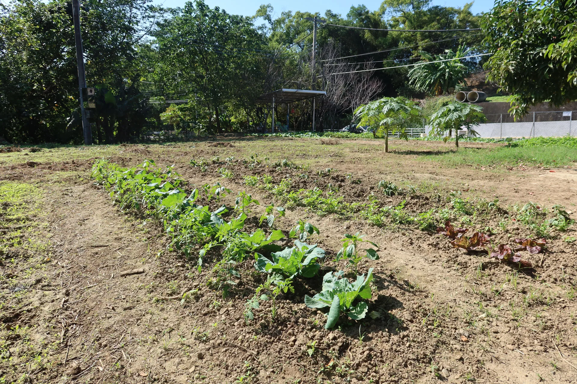 吳明波耕作的菜圃,滿園青翠。何來美攝