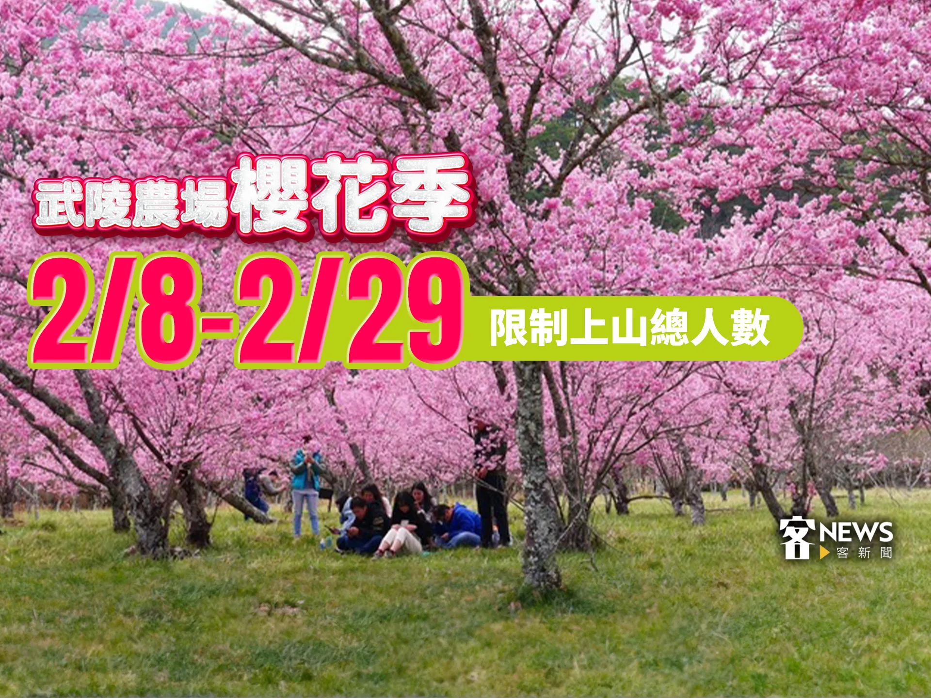 武陵農場櫻花季上山人數管制　交通部：2／8至2／29賞櫻盡量搭公共運輸上山