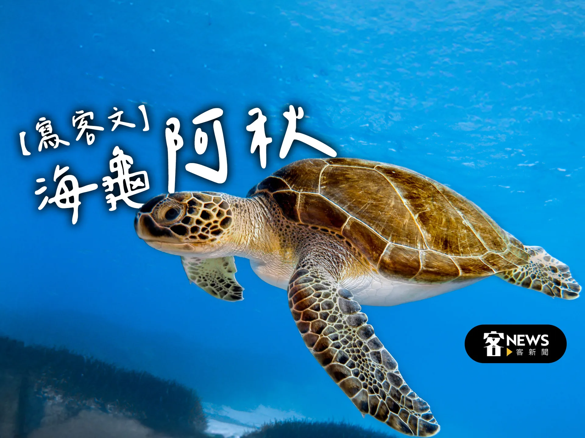 【寫客文】海龜阿秋