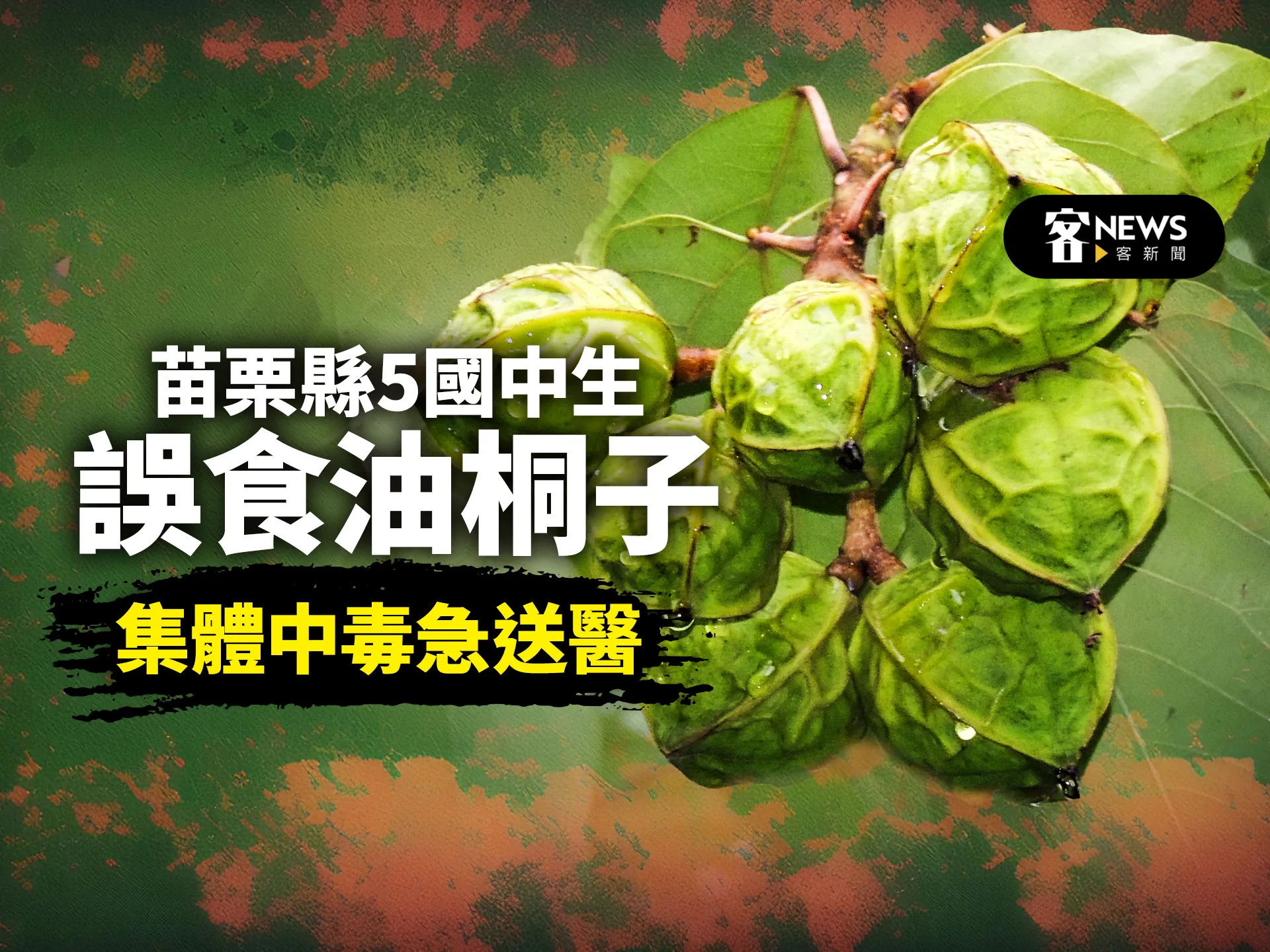 苗栗縣5國中生誤食油桐子　集體中毒急送醫