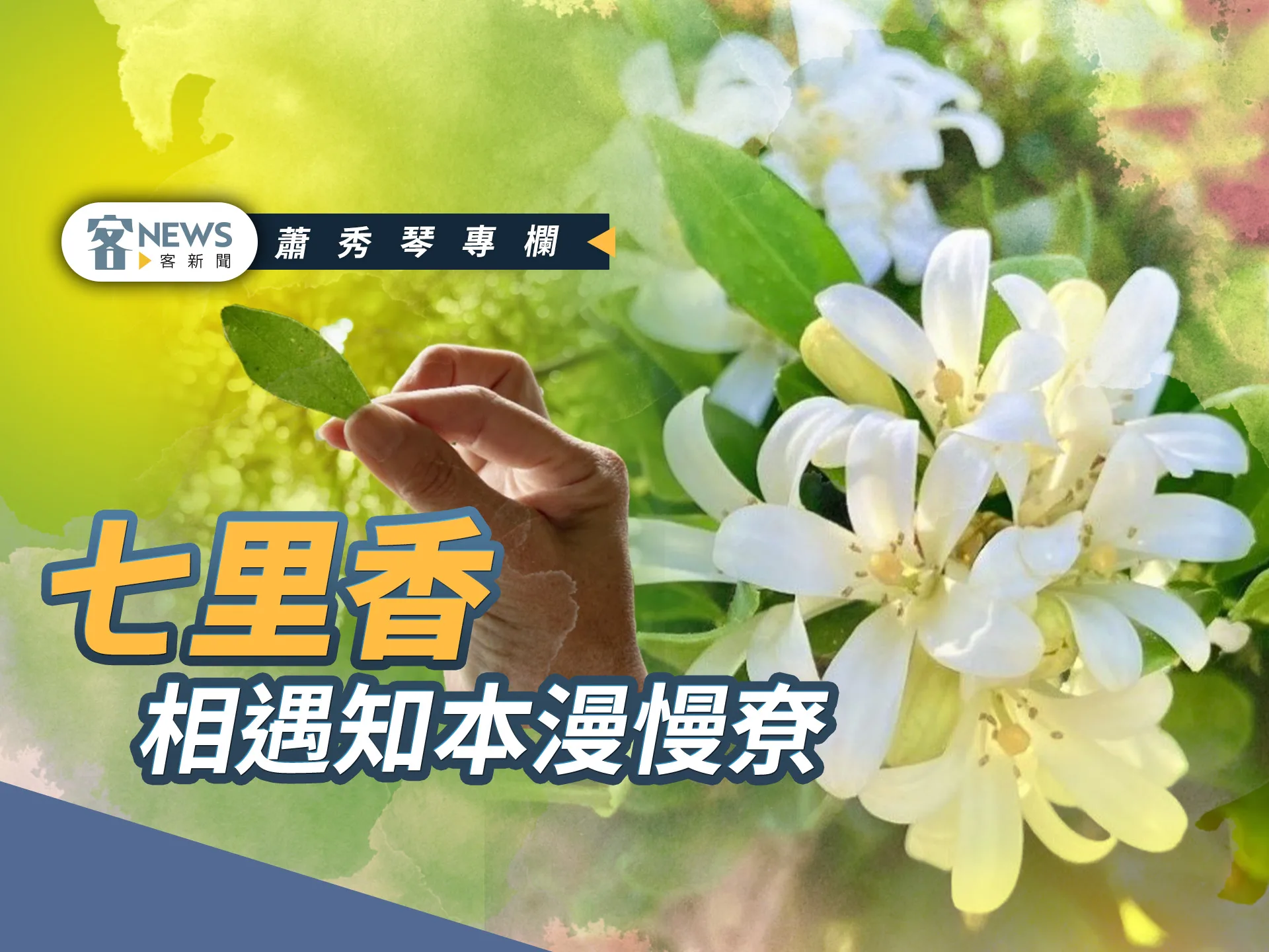 蕭秀琴專欄／七里香，相遇知本漫慢尞