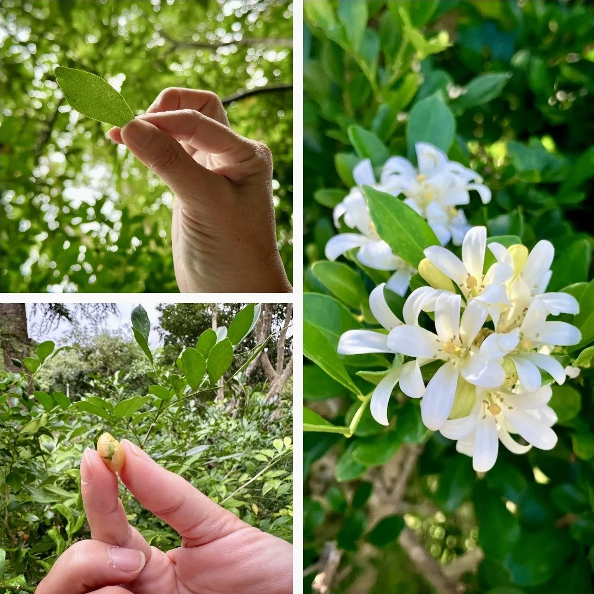 七里香的花、果、葉各有不同的氣味與成分。蕭秀琴攝