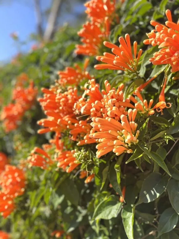 苗栗縣炮仗花迎賓　賞花祕境大公開