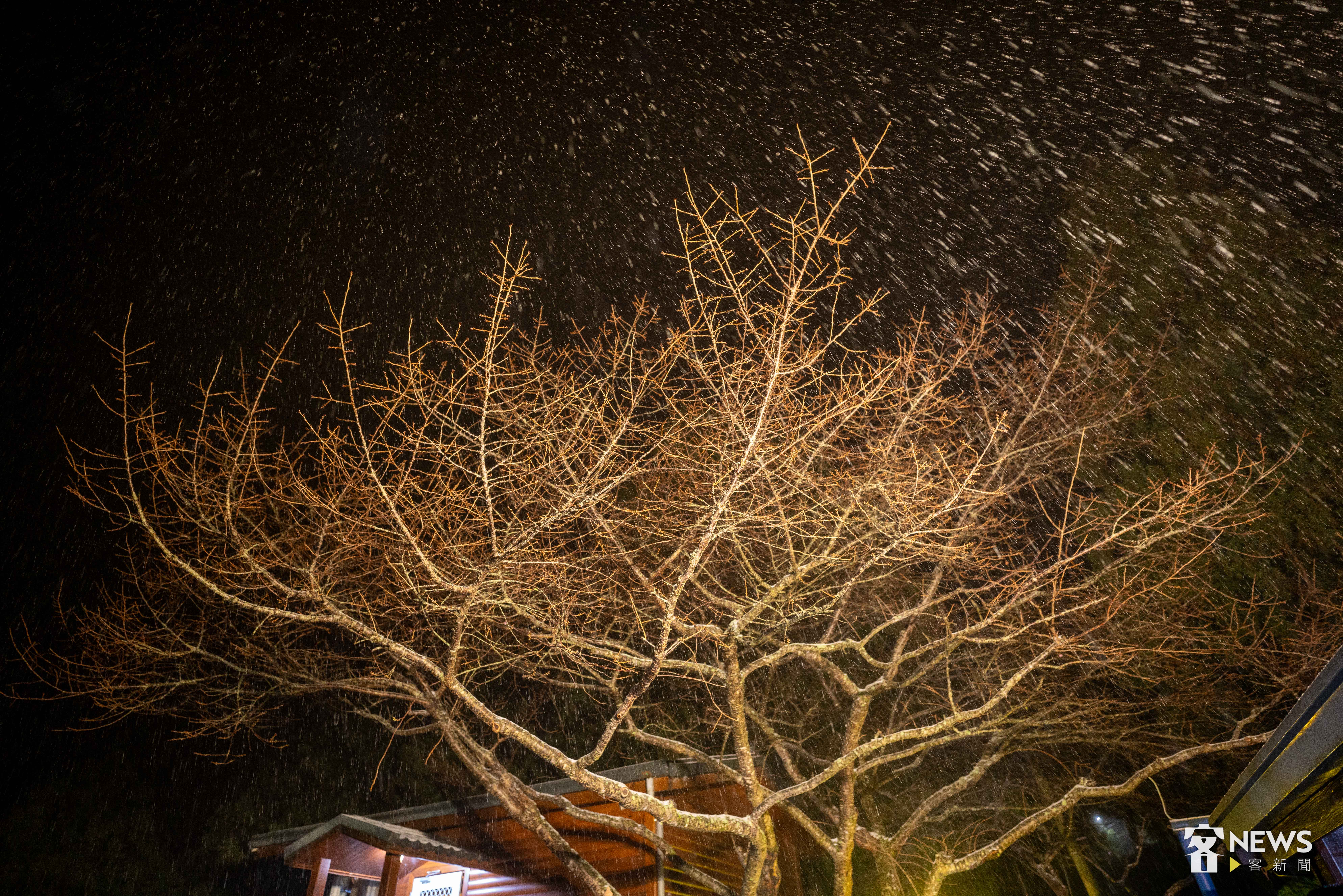 大雪飄過這棵北部最大的櫻花樹下，雪花清晰可見。李台源攝