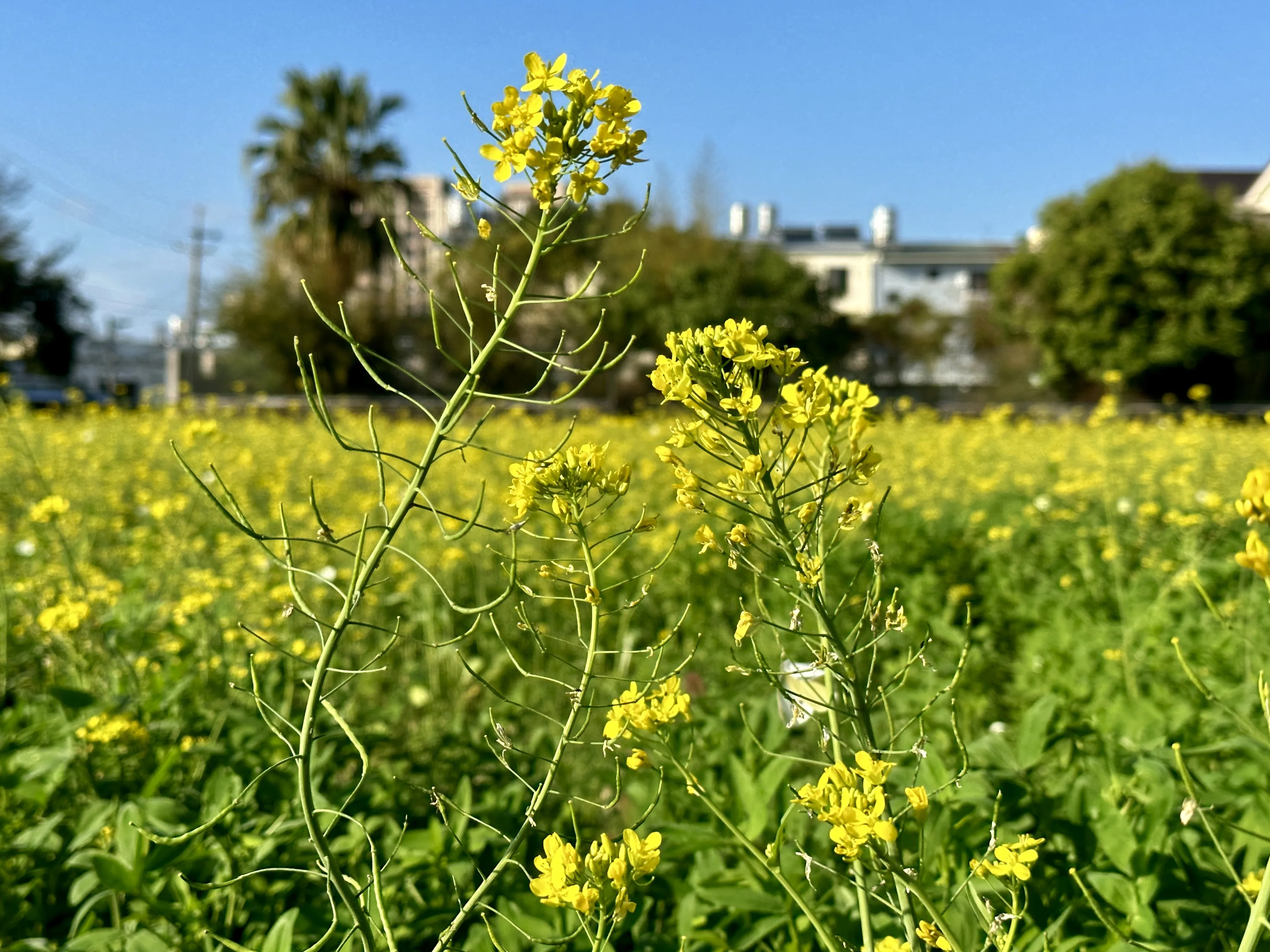 冬季油菜花田的美景。蕭秀琴提供