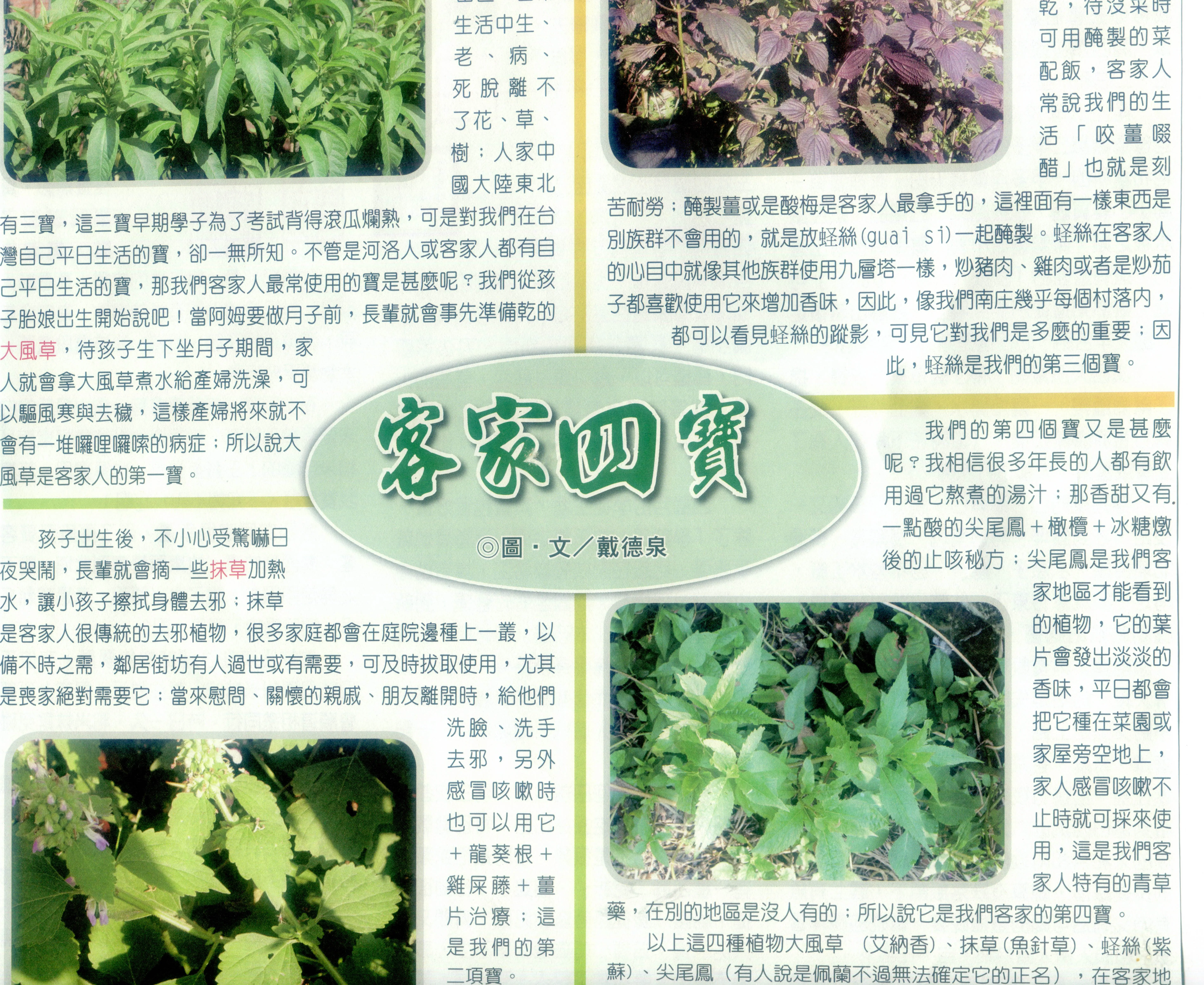 戴德泉是植物、生態行家,常撰「鄉土植物」、「客家民俗植物」,圖為他介紹「客家四寶」植物。何來美攝