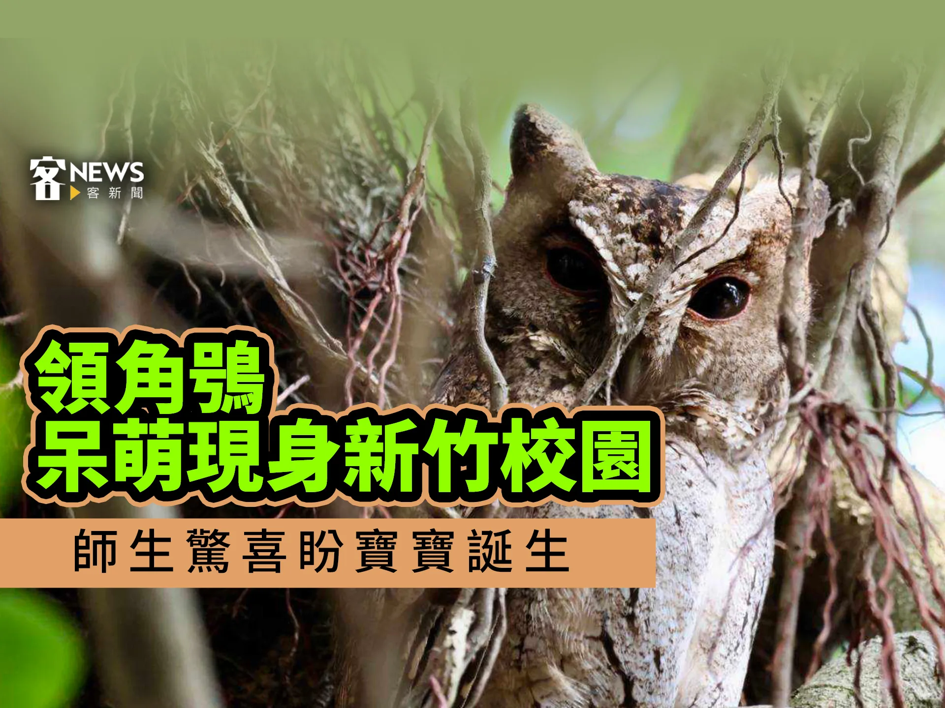 領角鴞呆萌現身新竹校園　師生驚喜盼寶寶誕生