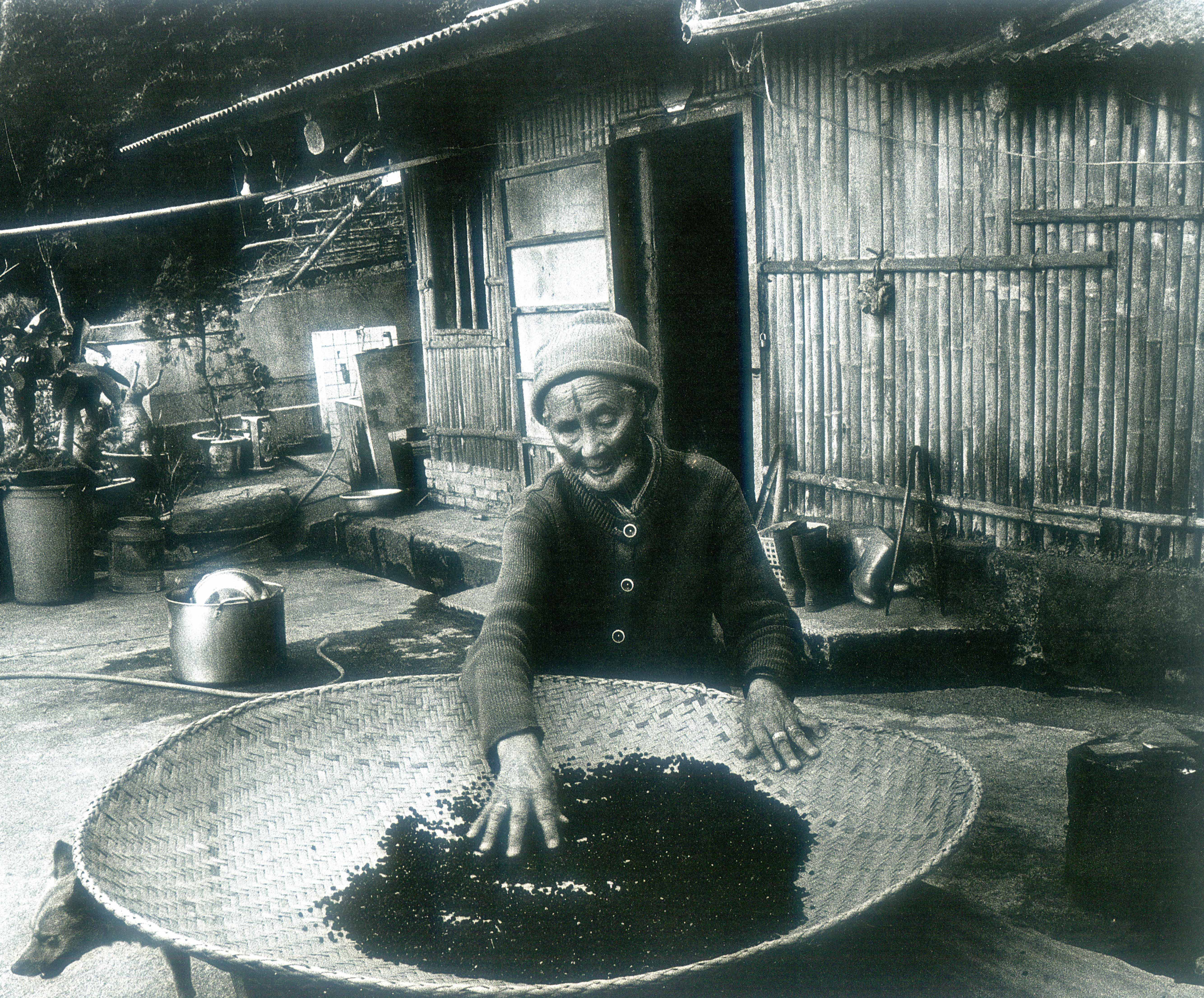 紋面國寶謝黃阿李(1910—2002),2001年在泰安鄉大興村榮安部落曬豆子。羅漢章提供