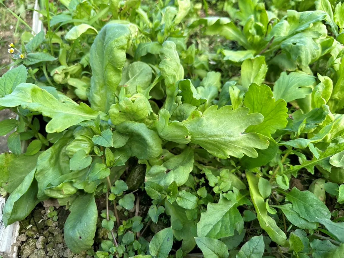 艾菜（海陸腔：ngieˇ coiˇ，茼蒿）。邱鴻春提供