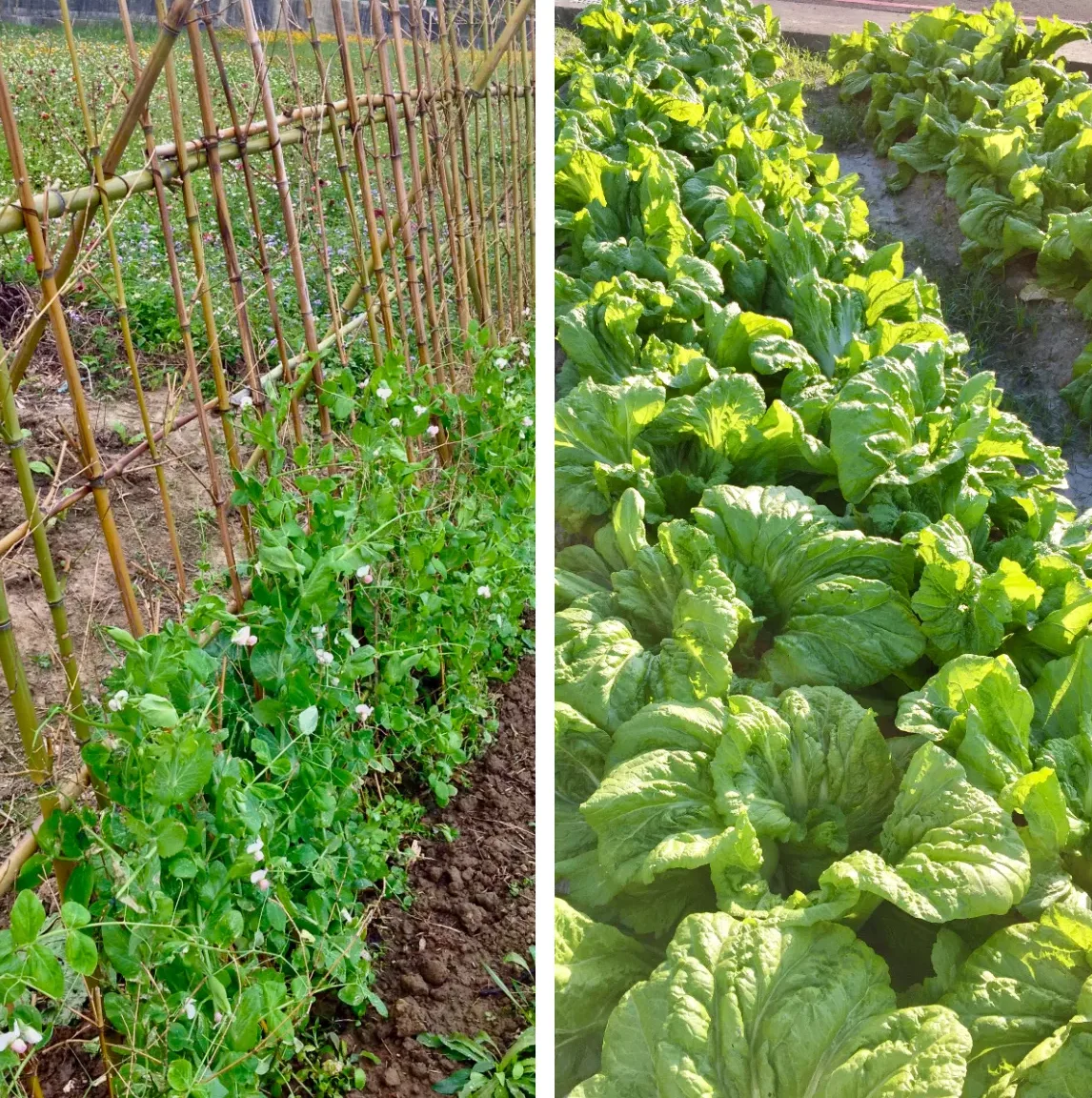 豆籬與大菜田是台三線上冬季菜園的特色。蕭秀琴提供