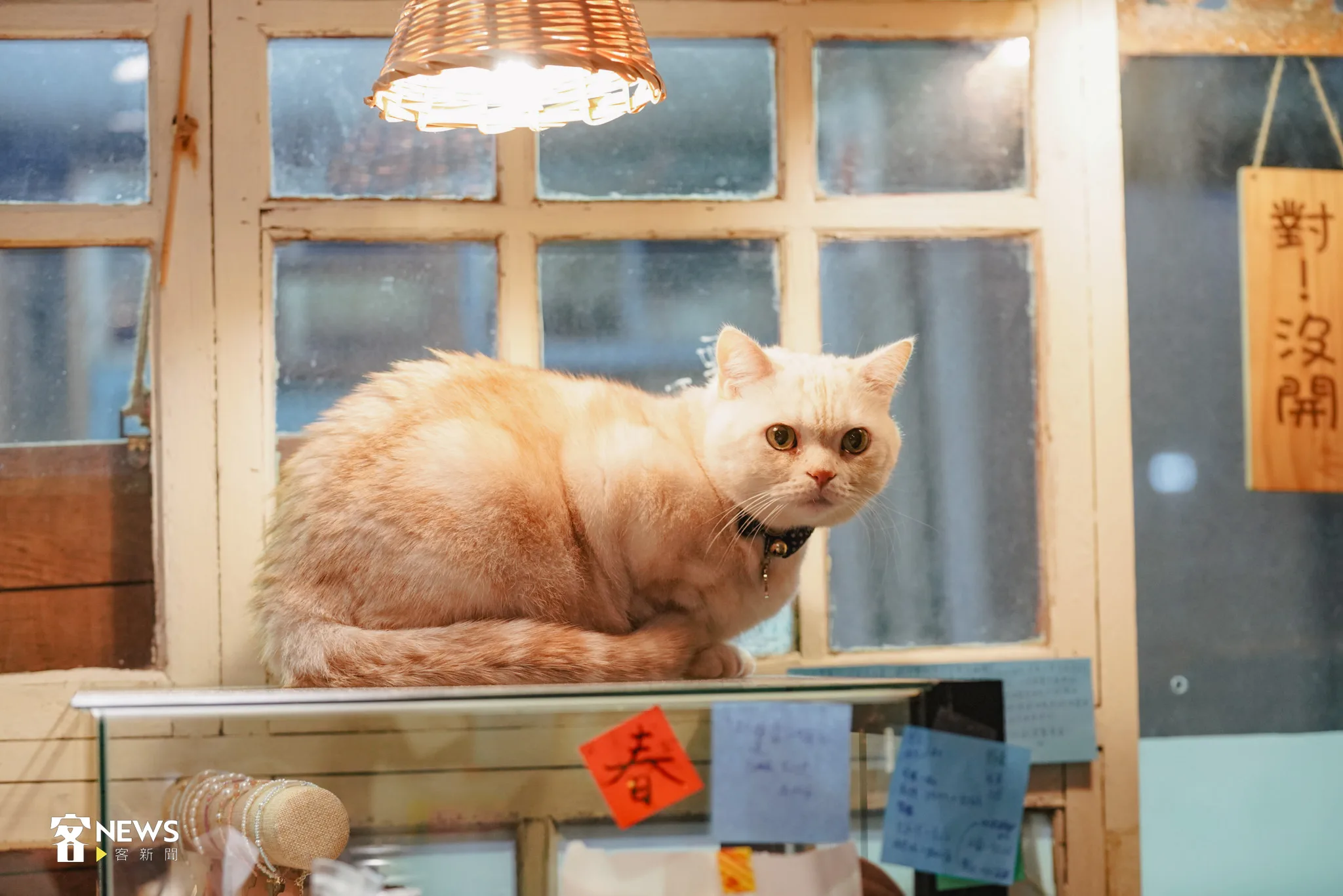 飼養寵物的民眾日漸增多，毛寶貝已經成為許多家庭一份子。客新聞資料照