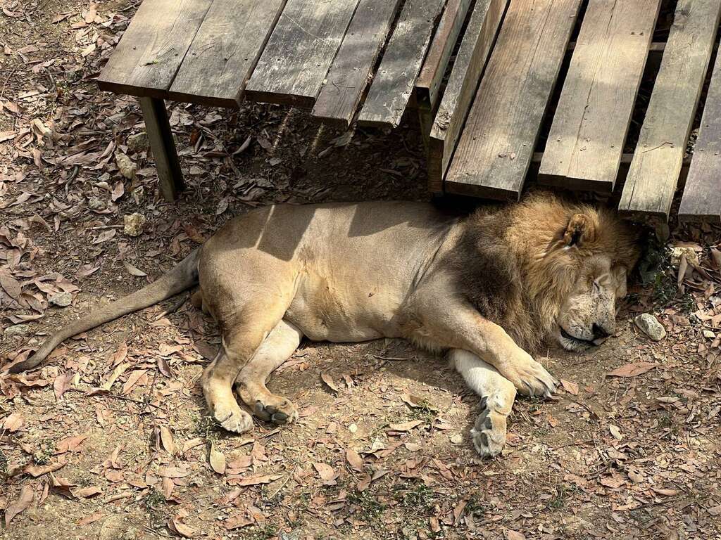 高雄冬陽和煦、氣溫舒適宜人，壽山動物園的獅子慵懶的躺在地上曬太陽。壽山動物園提供