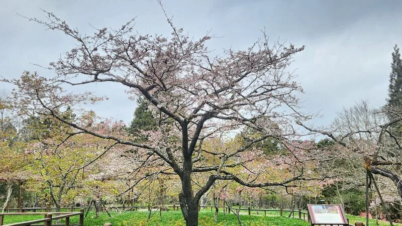 嘉義櫻花、紫藤花接續開　非假日上山遊賞不塞車