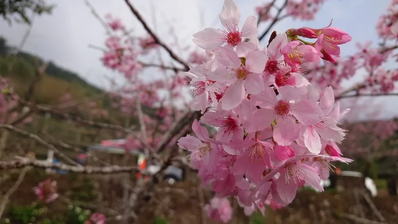 3/8婦女節女性免費搭嘉縣公車　可上阿里山賞花