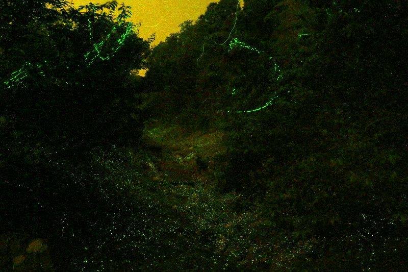 林場內光害少，天氣穩定可觀星，形成地面與星空的雙層螢光、星光享受。東勢林場遊樂區提供