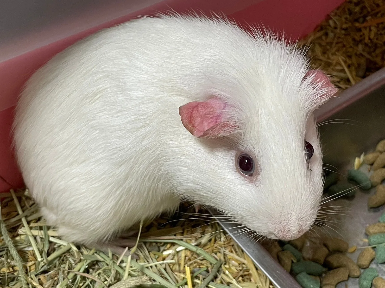 桃園市政府動物保護處表示，今年度首季非犬貓特寵認養活動將在23日舉行，認養成功的市民必須參加1小時的生命教育課程。桃園動保處臉書