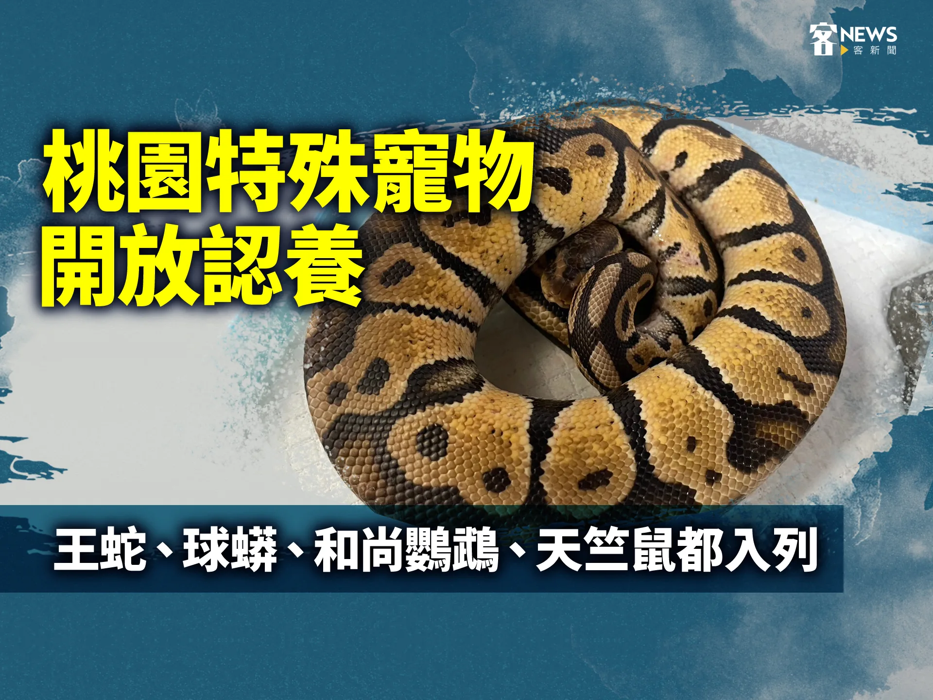 桃園特殊寵物開放認養　王蛇、球蟒、和尚鸚鵡、天竺鼠都入列
