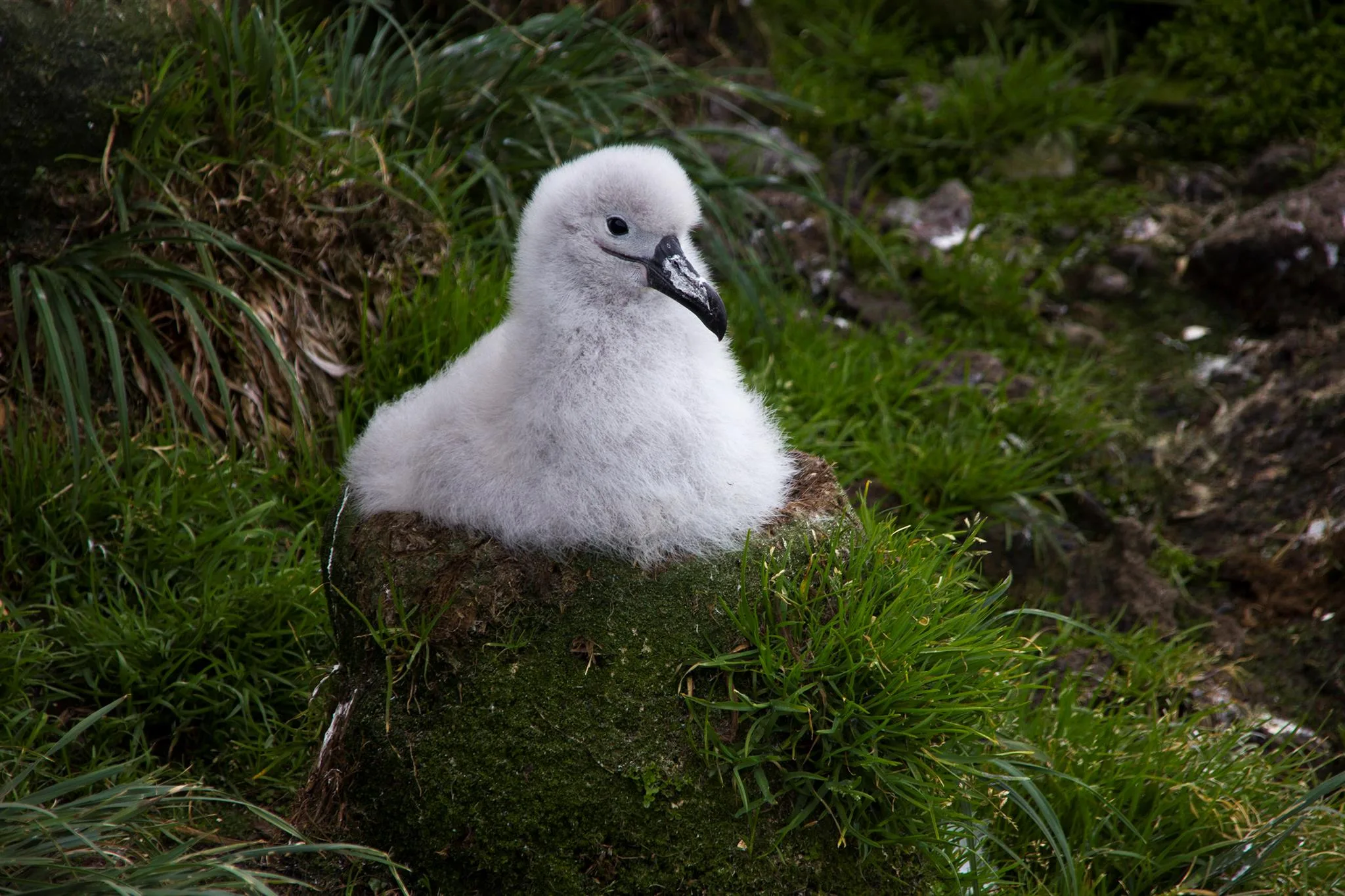 老鼠會直接攻擊在巢內休息的海鳥。翻攝自Conservation Careers官方《推特》