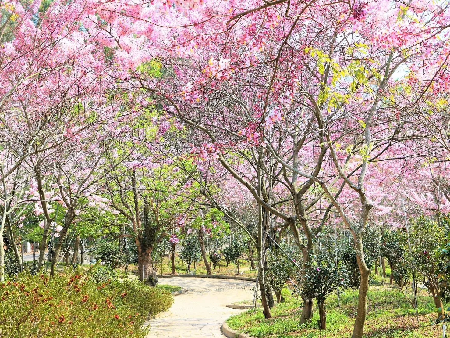 茂林國家風景區新威森林公園旁天臺山維多利亞花園花旗木。茂管處提供