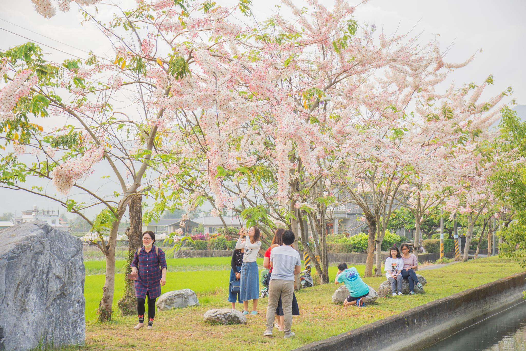 高雄六龜花旗木綻放 　茂管處3、4月開放賞花