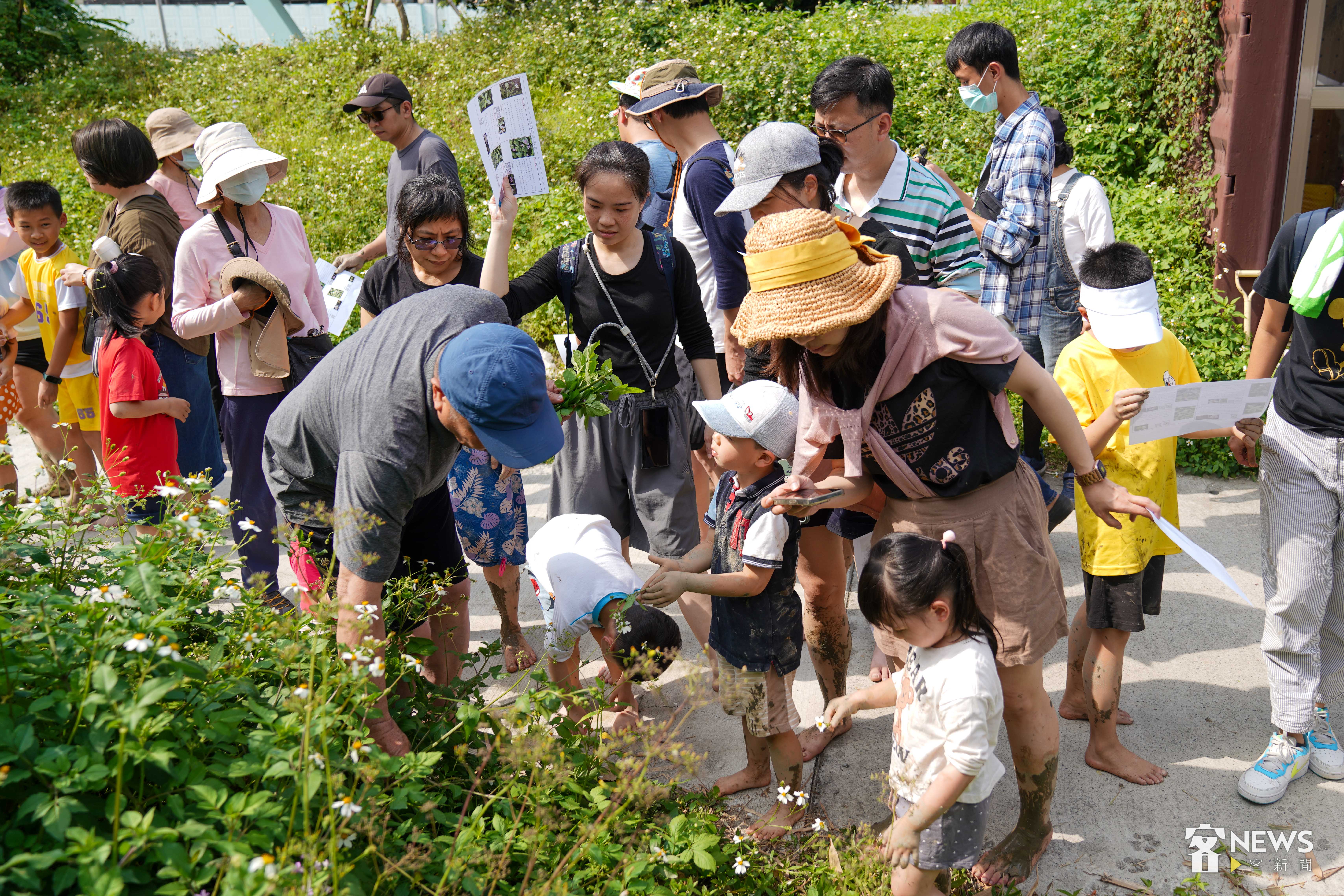 在社區長輩帶領下，家長與小朋友一同認識野菜植物。李台源攝
